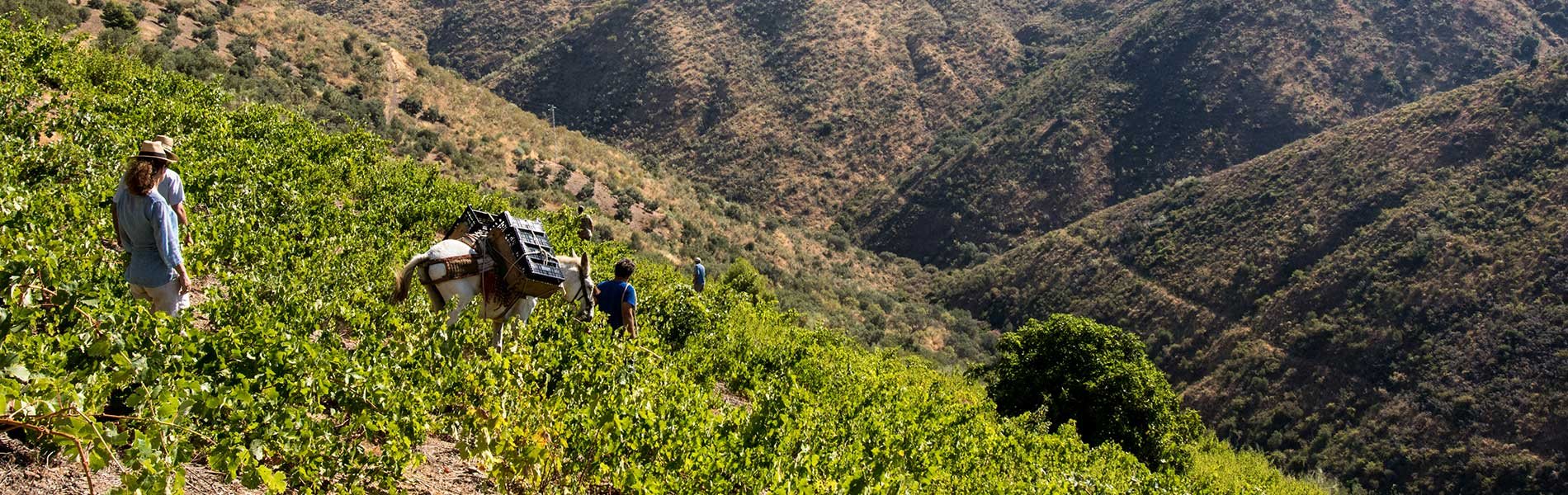 Lese im Steilhang von Victoria Ordóñez, DO Sierras de Málaga: Helfer mit Esel zwischen den Reben