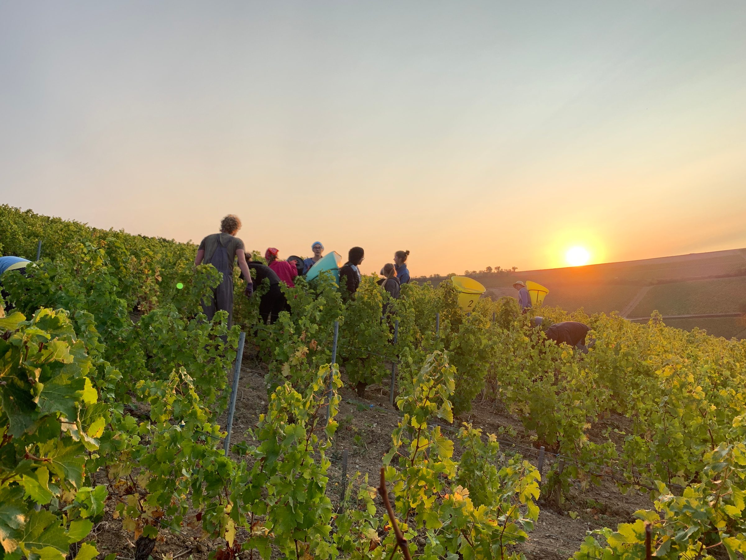 Claude Riffault – Weingut