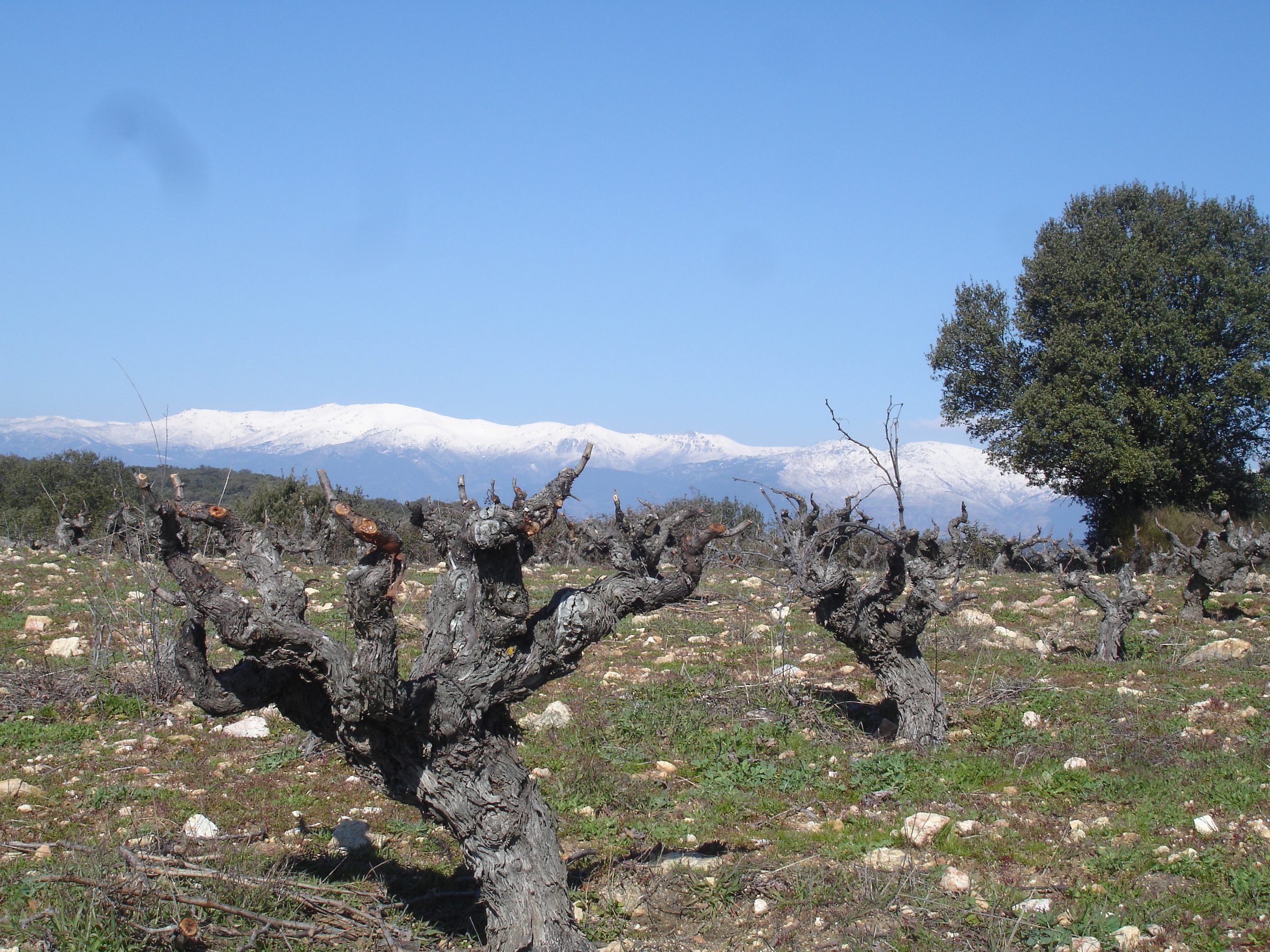 Jiménez-Landi – Weingut