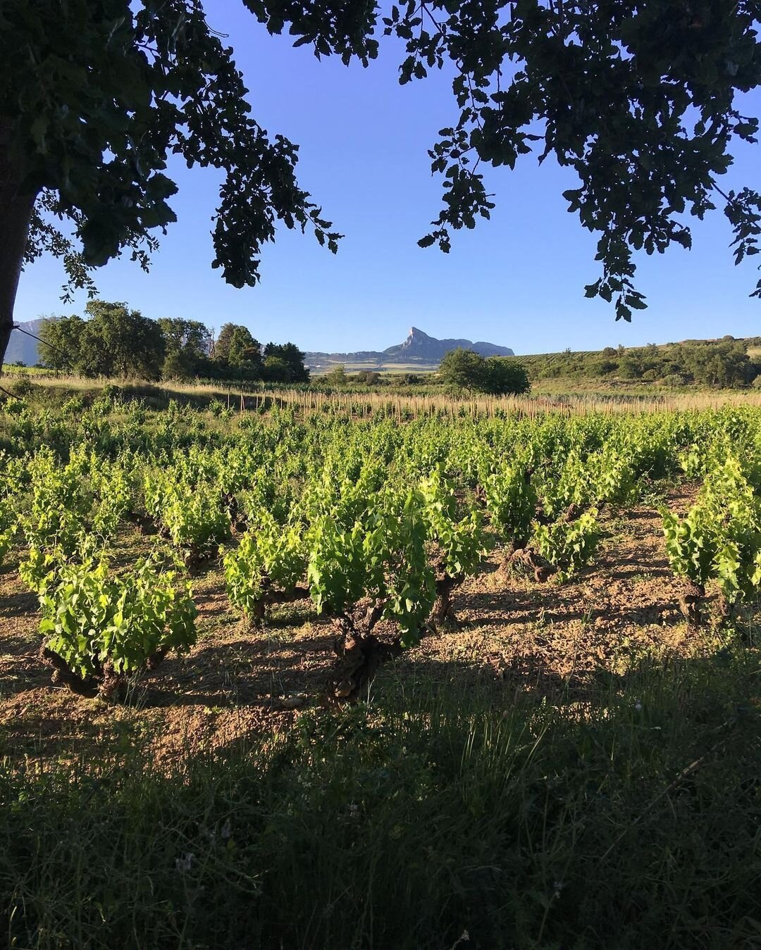 Tentenublo – Weingut