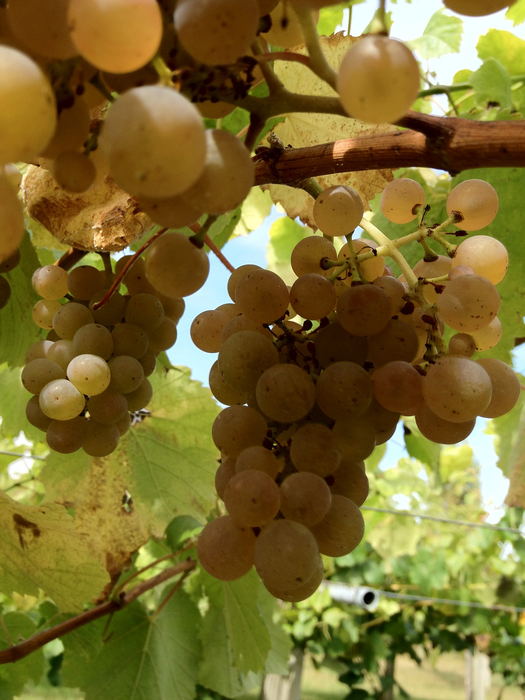 Attis – Weingut