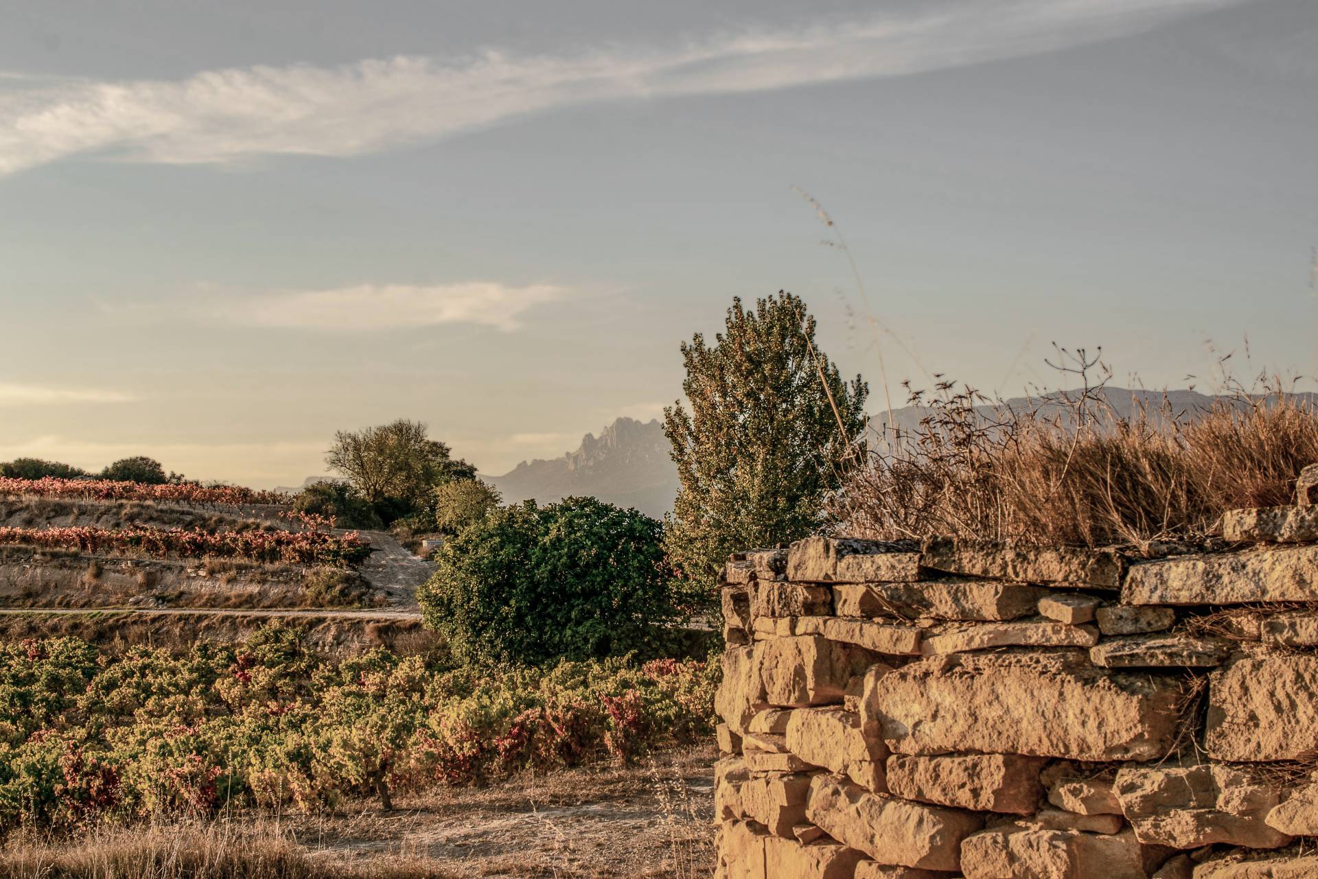 Maisulan – Weingut