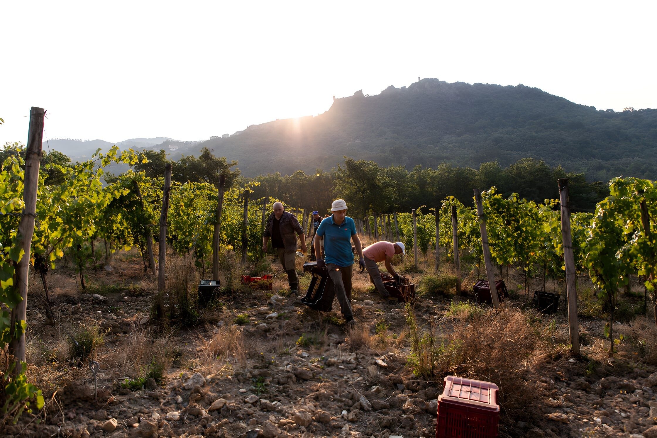 Ampeleia – Weingut