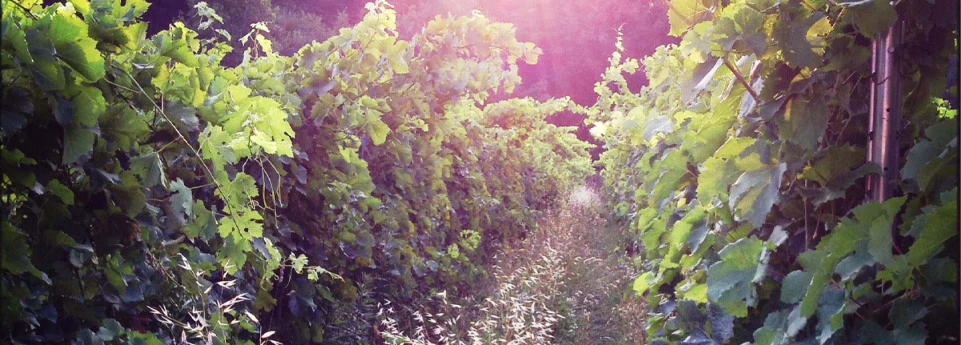 Cà del Vént – Weingut