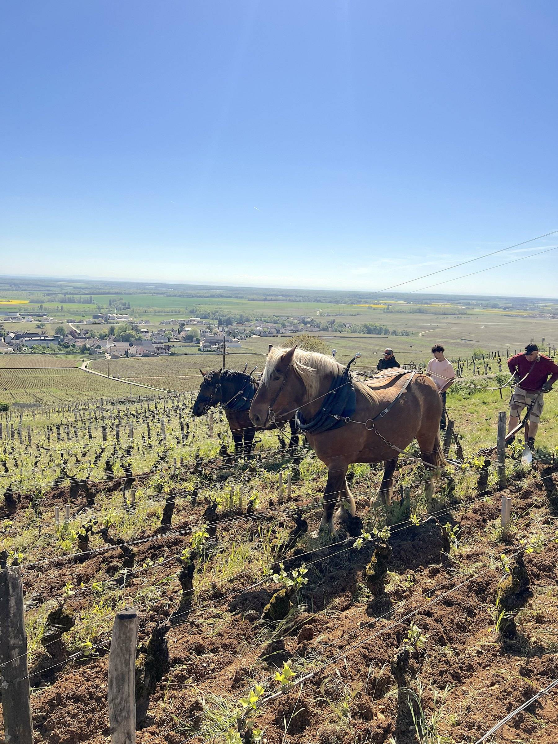 AS Sirugue-Noëllat – Weingut