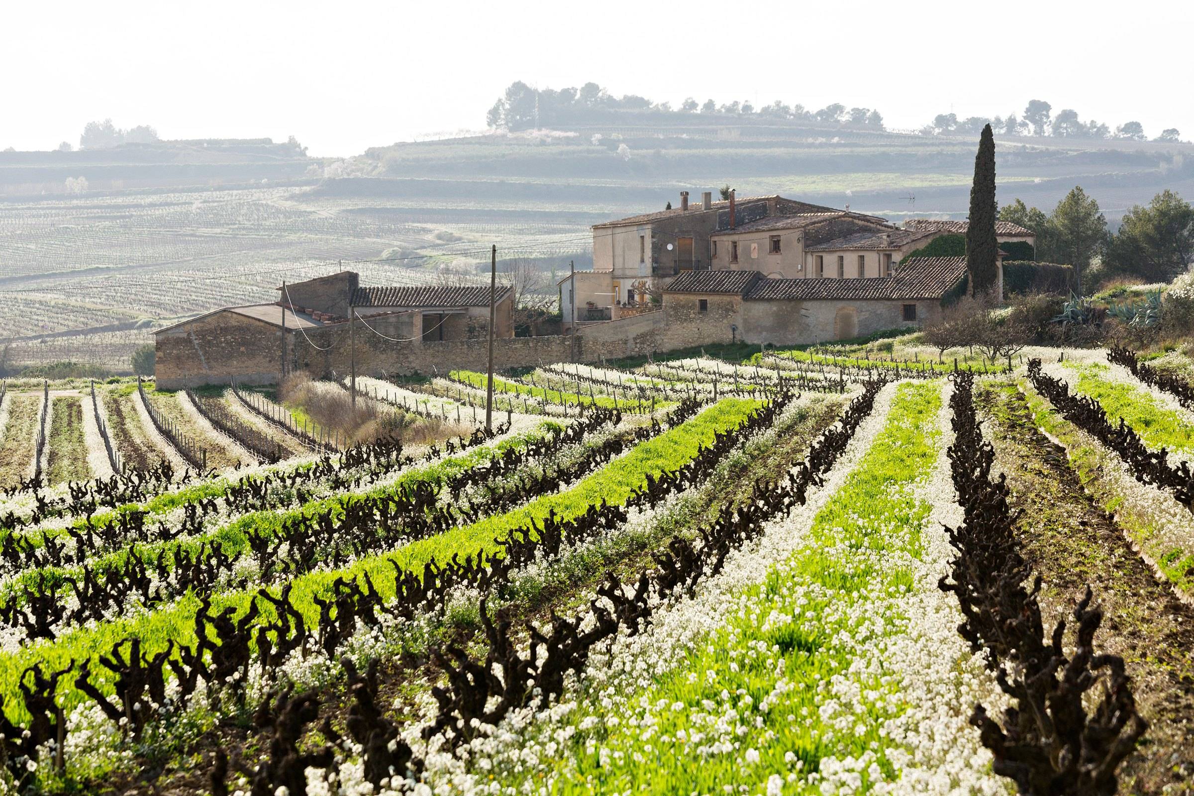 Vins El Cep – Weingut