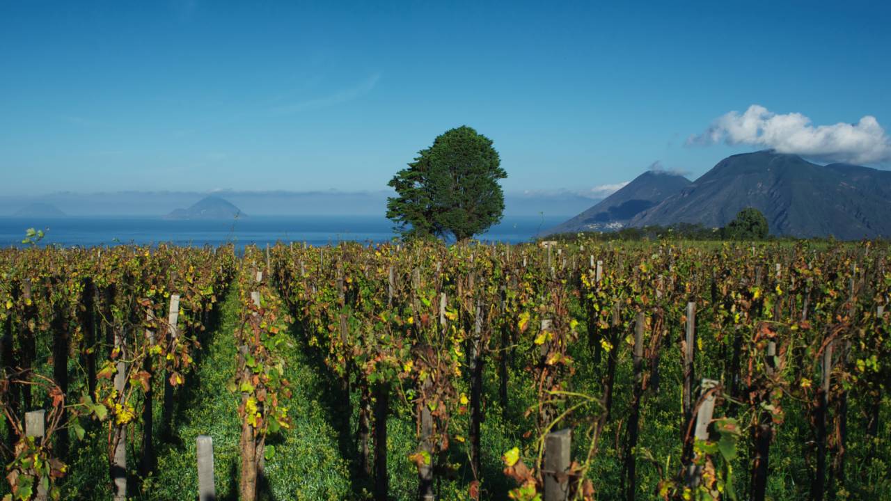 Weinberge der Tenuta di Castellaro auf Lipari