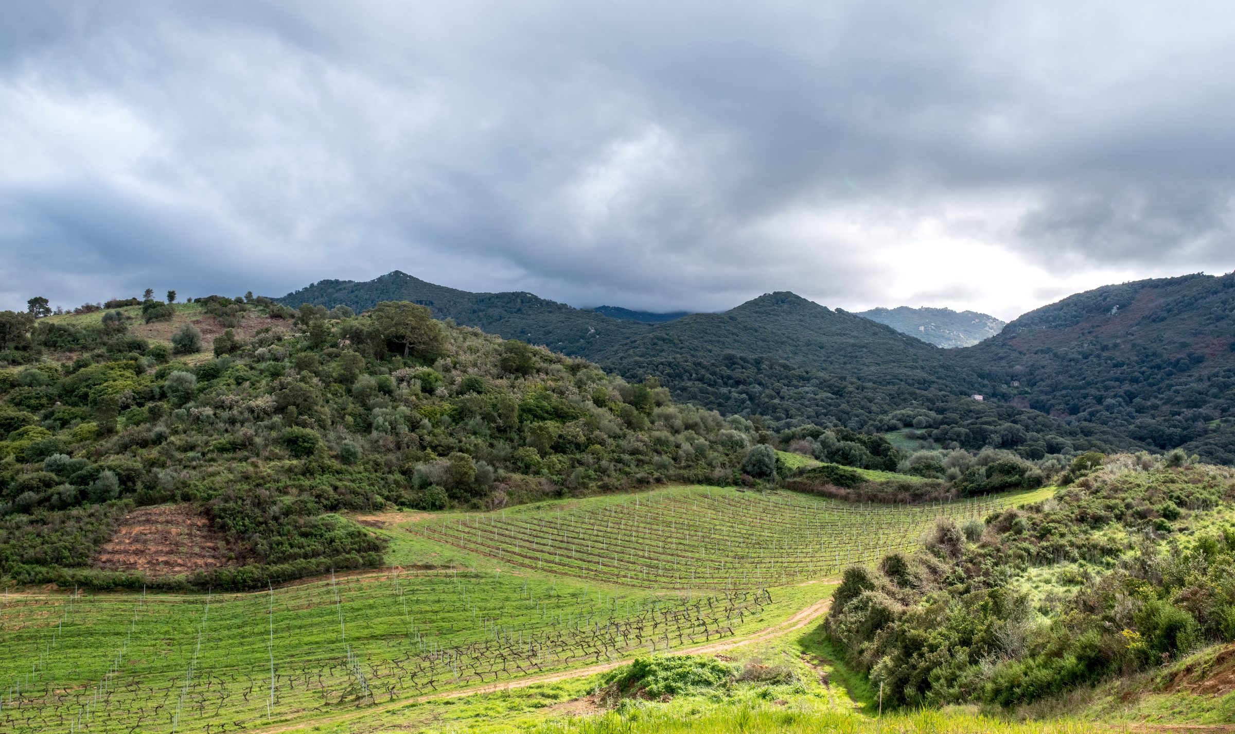 Comte Abbatucci – Weingut
