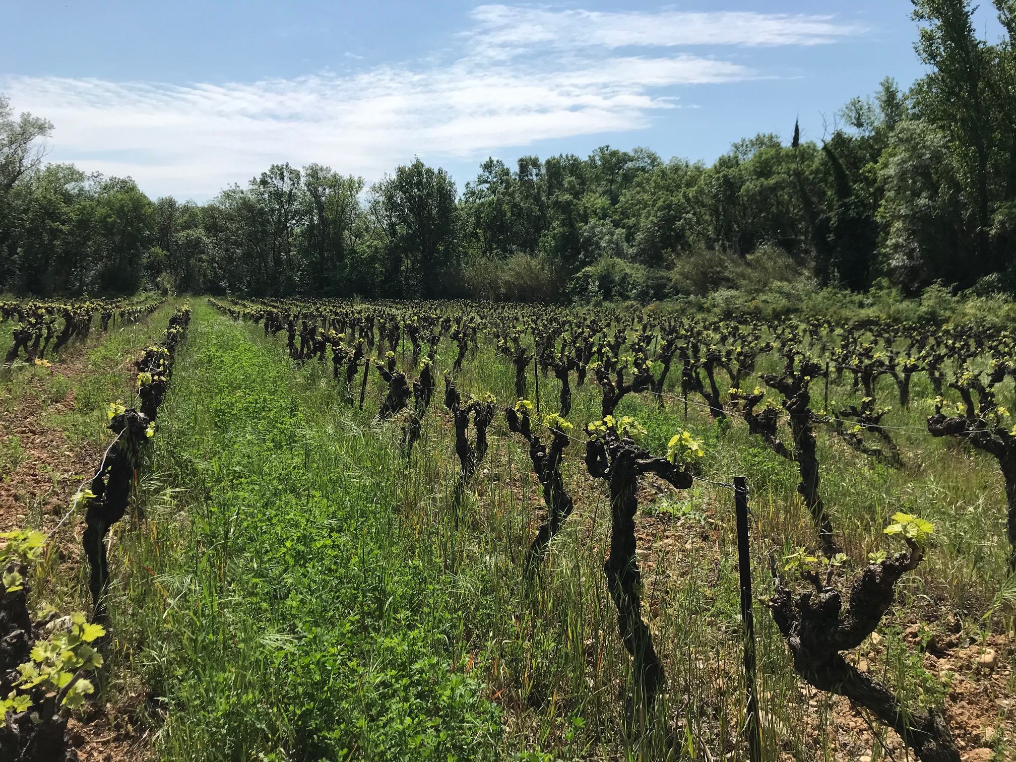 Flo Busch – Weingut