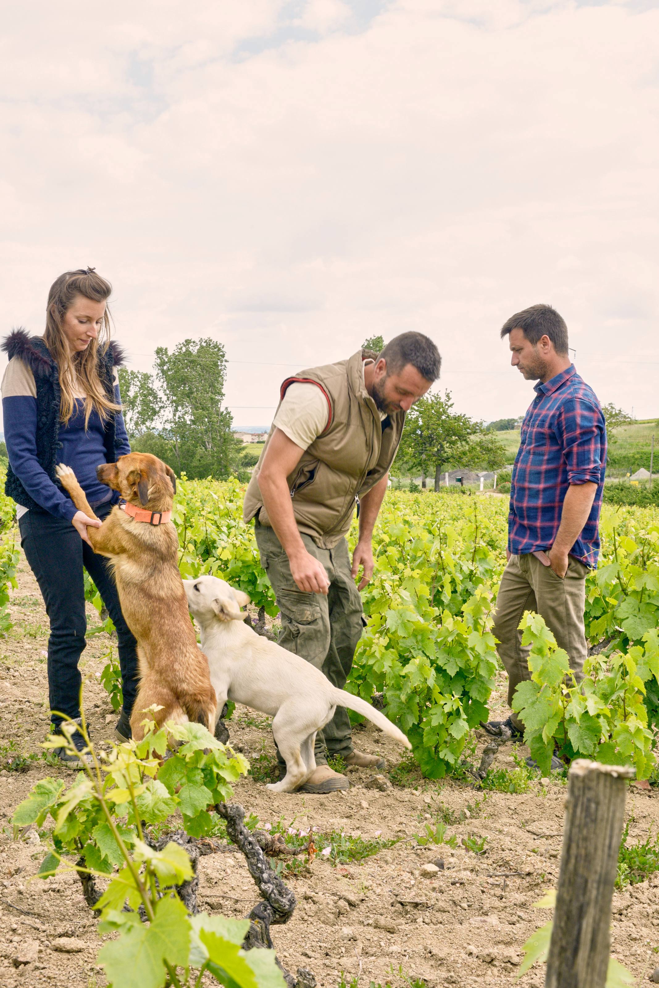 Romanesca – Weingut