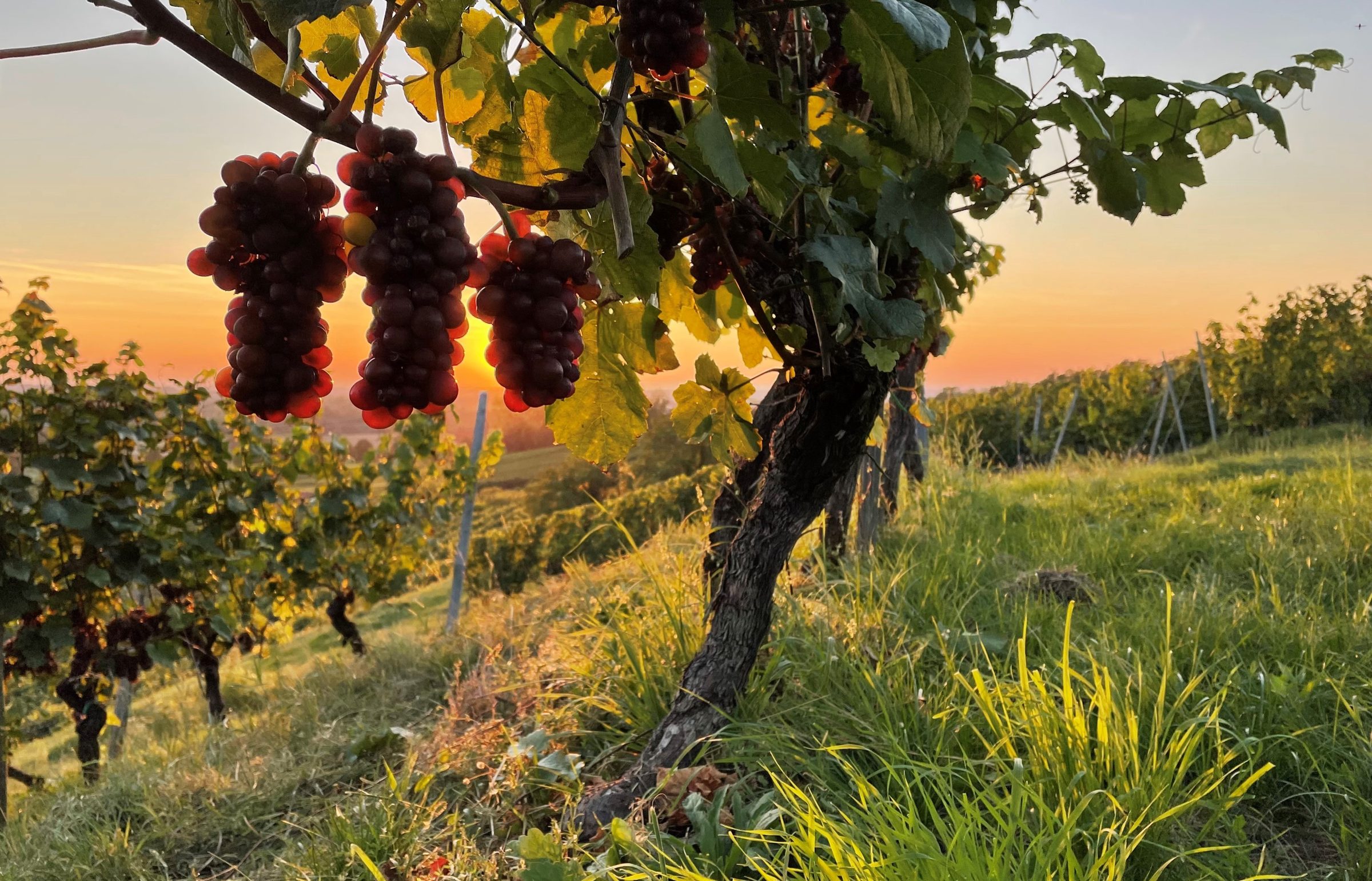 Barnert & Drewitz – Weingut
