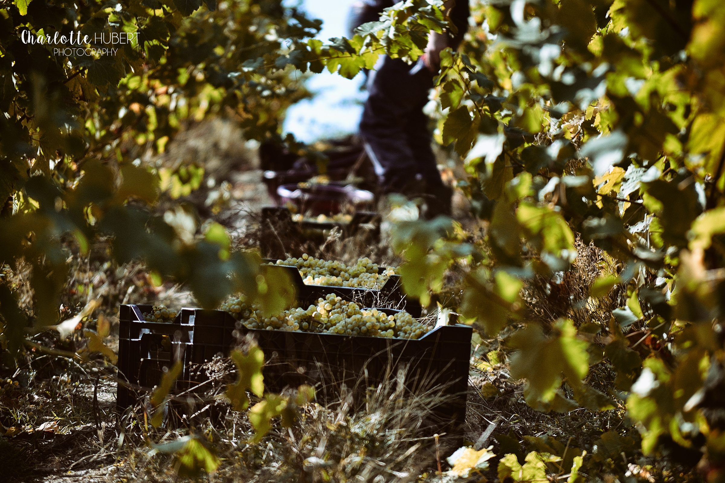 Weingut Domäne Liv Vincendeau