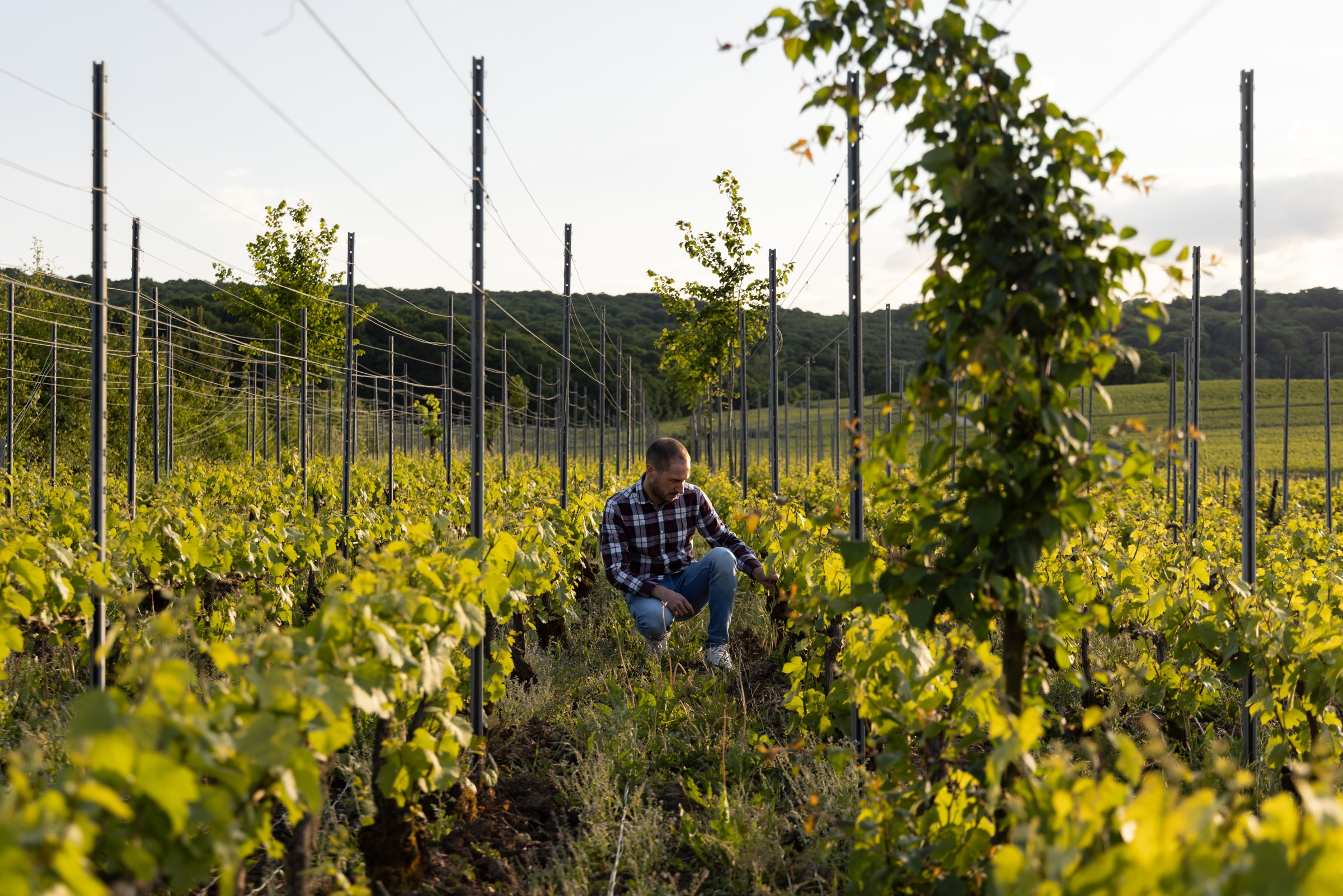 Adrien Renoir – Weingut