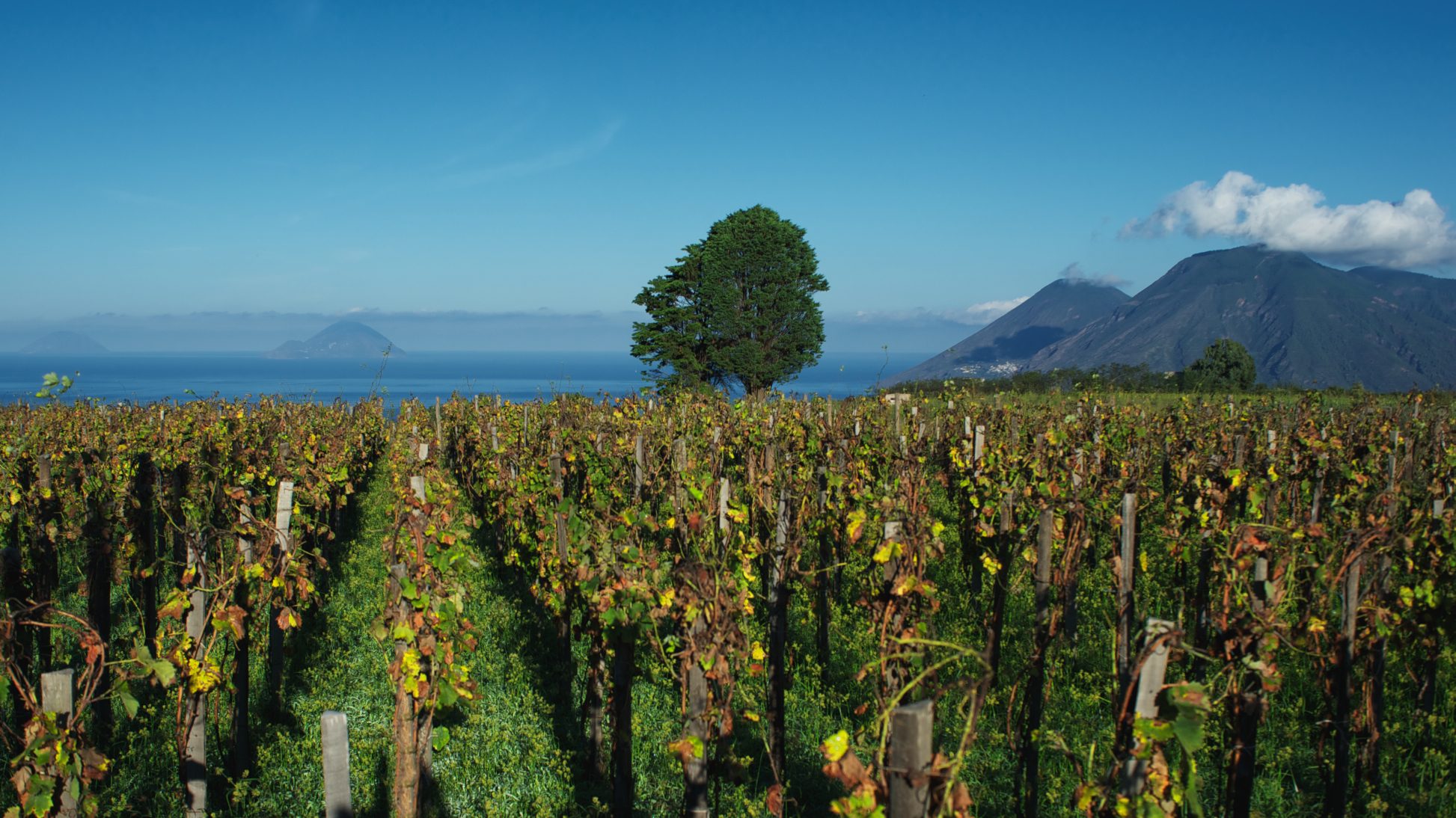 Tenuta di Castellaro – Weingut