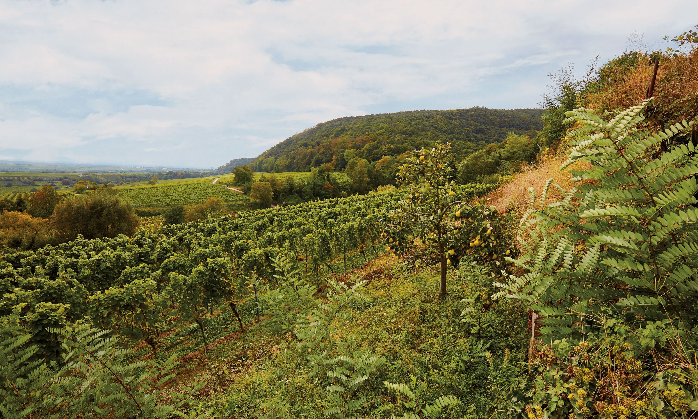 Michael Andres – Weingut