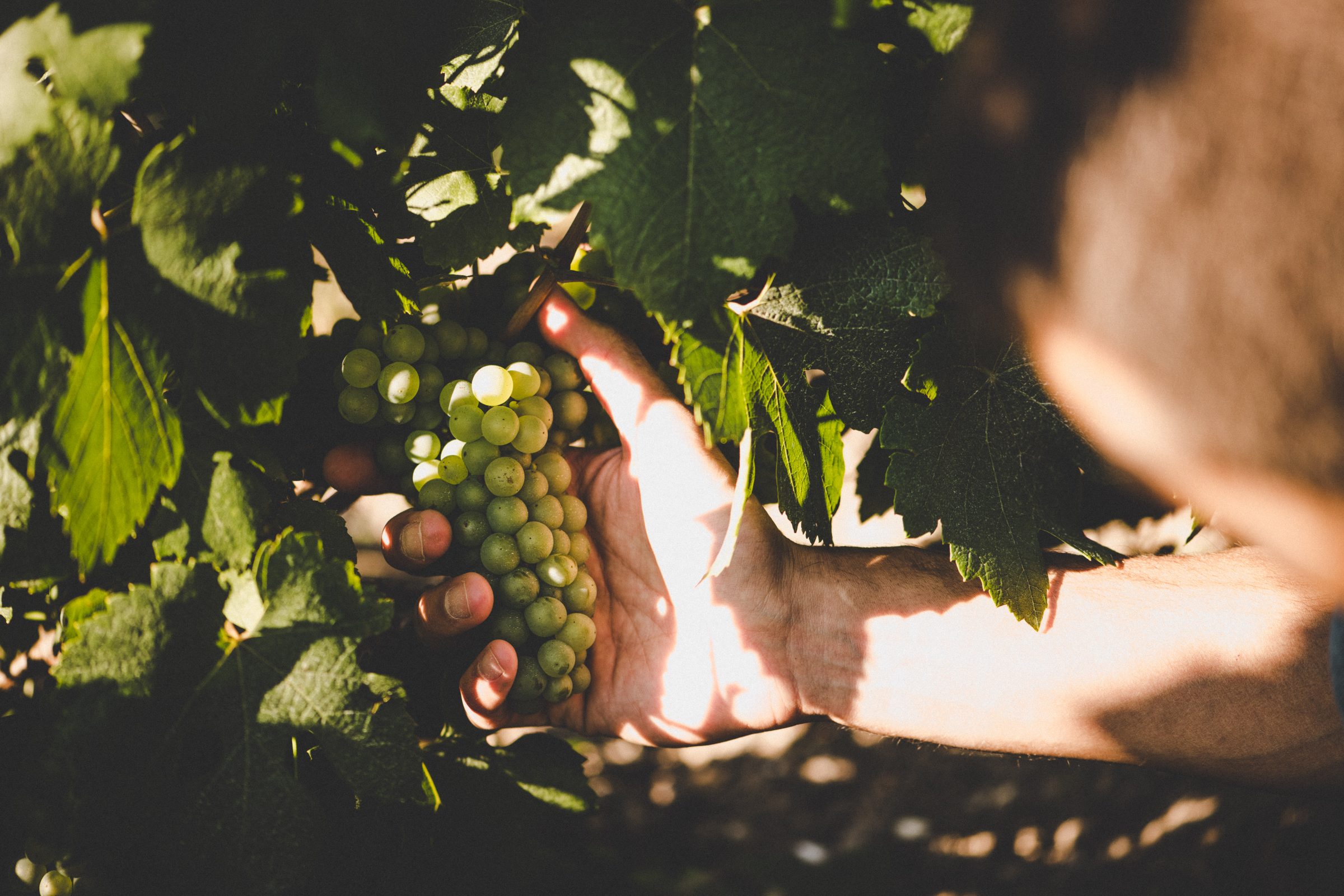Pertois-Lebrun – Weingut