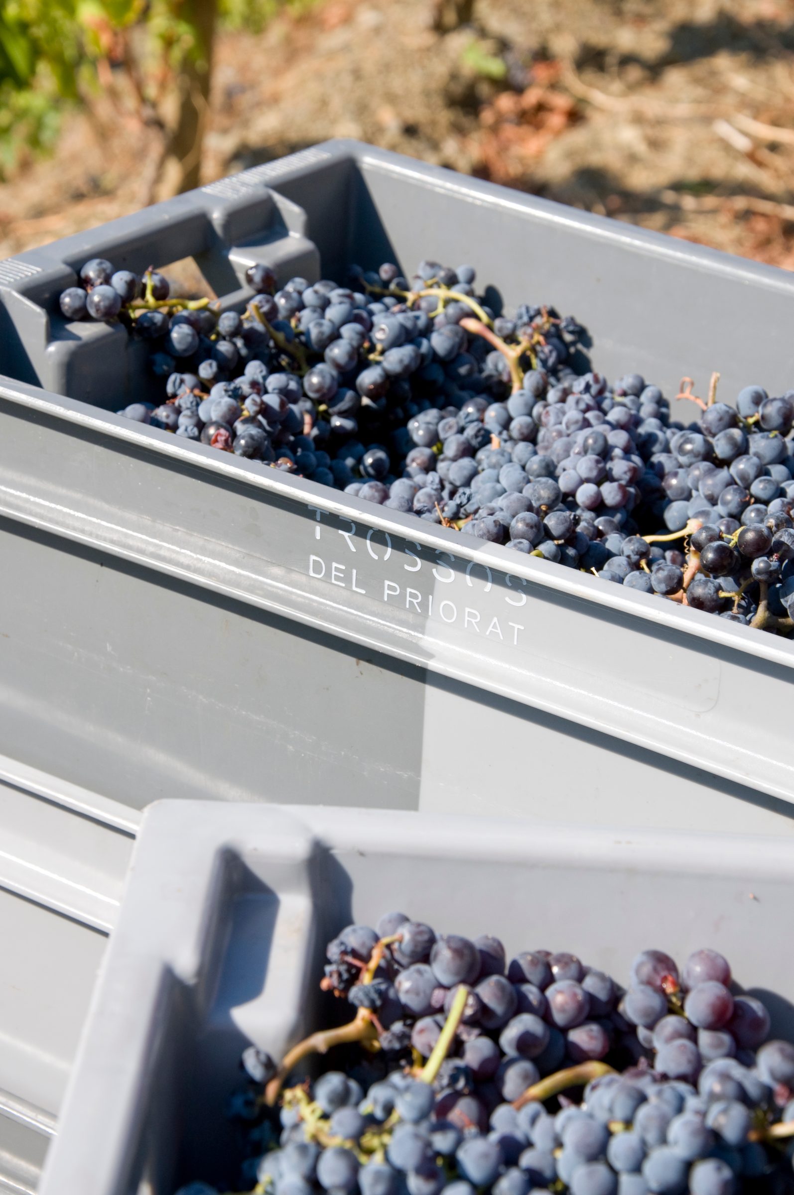 Trossos del Priorat – Weingut