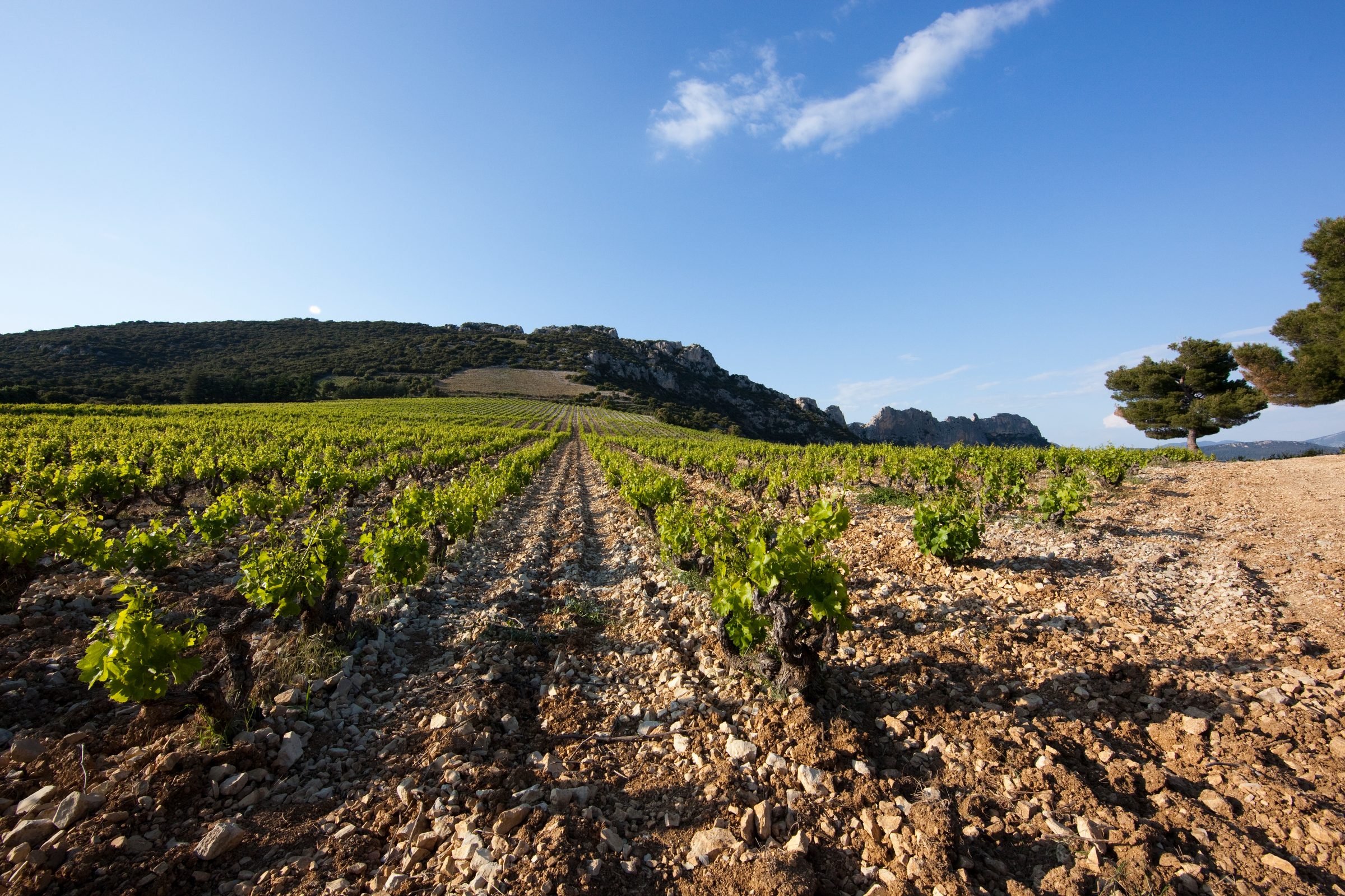 Domaine d'Ourea – Weingut