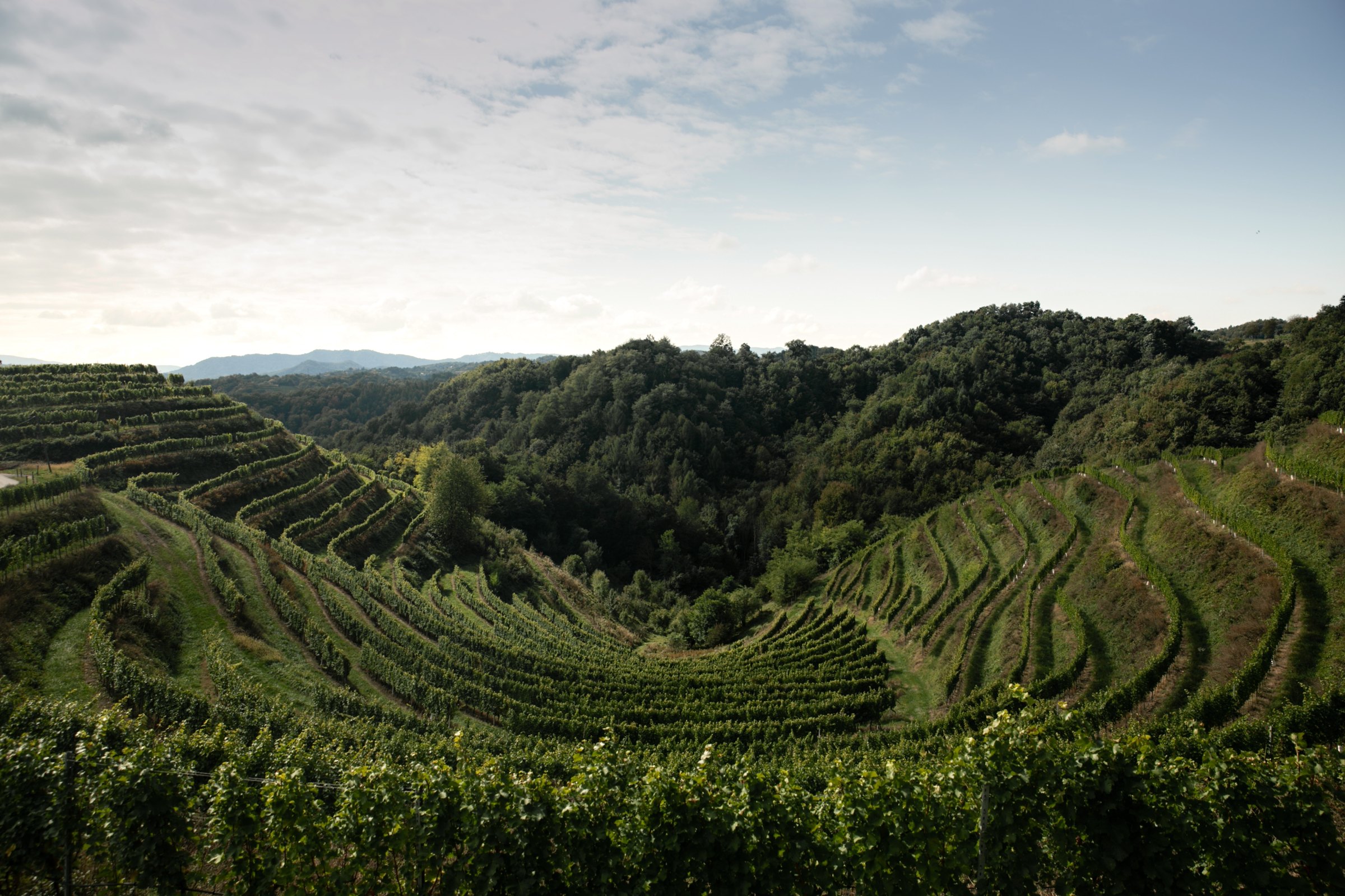 Vino Gross – Weingut