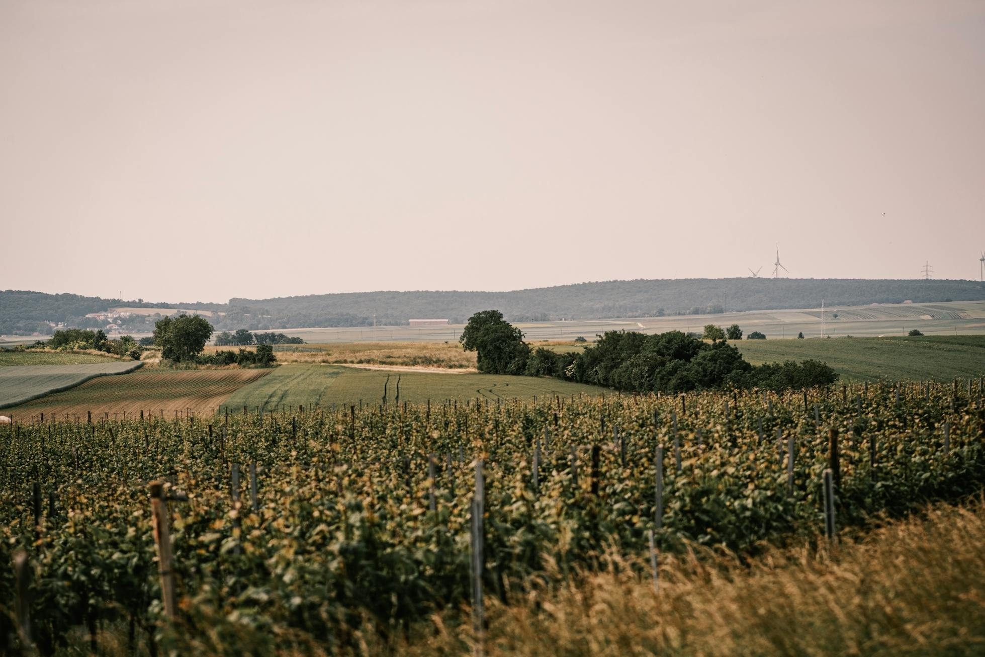 Johannes Zillinger – Weingut