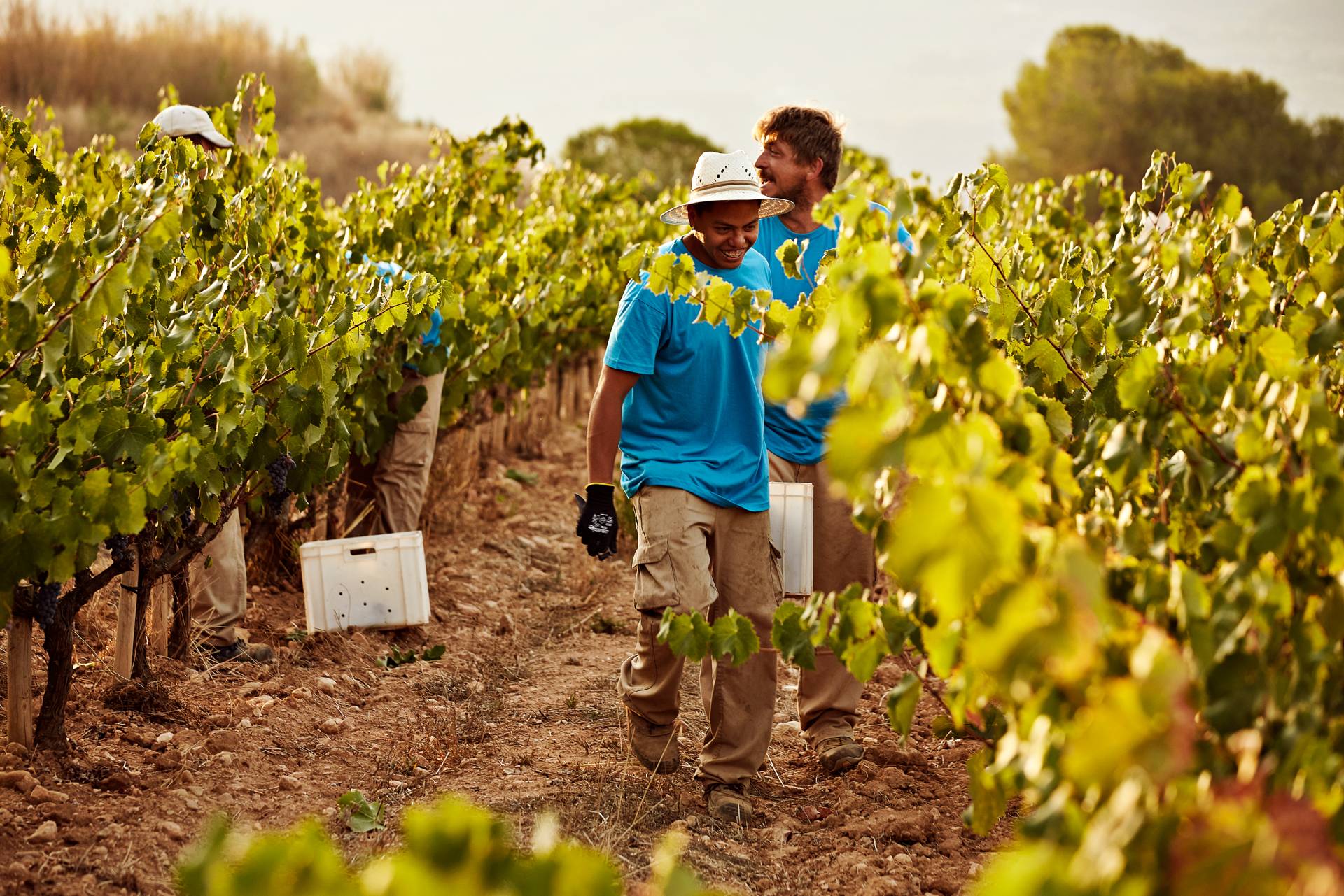 Celler Credo – Weingut