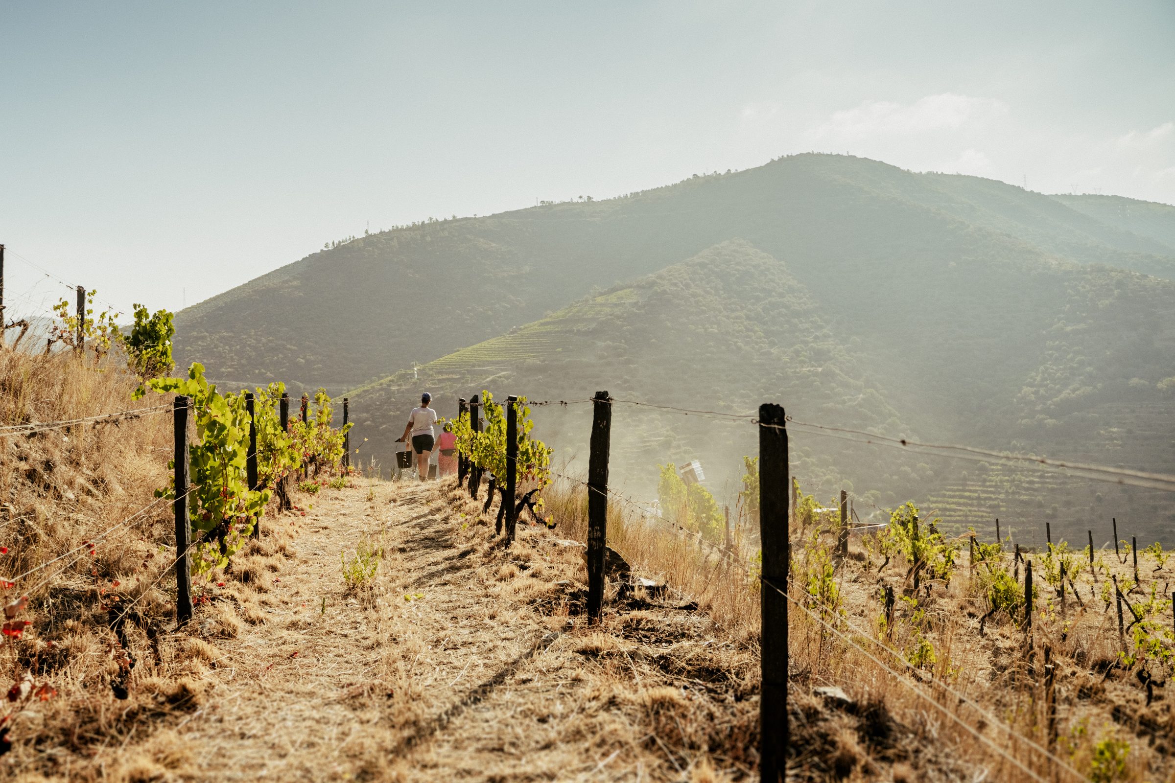 Niepoort – Weingut