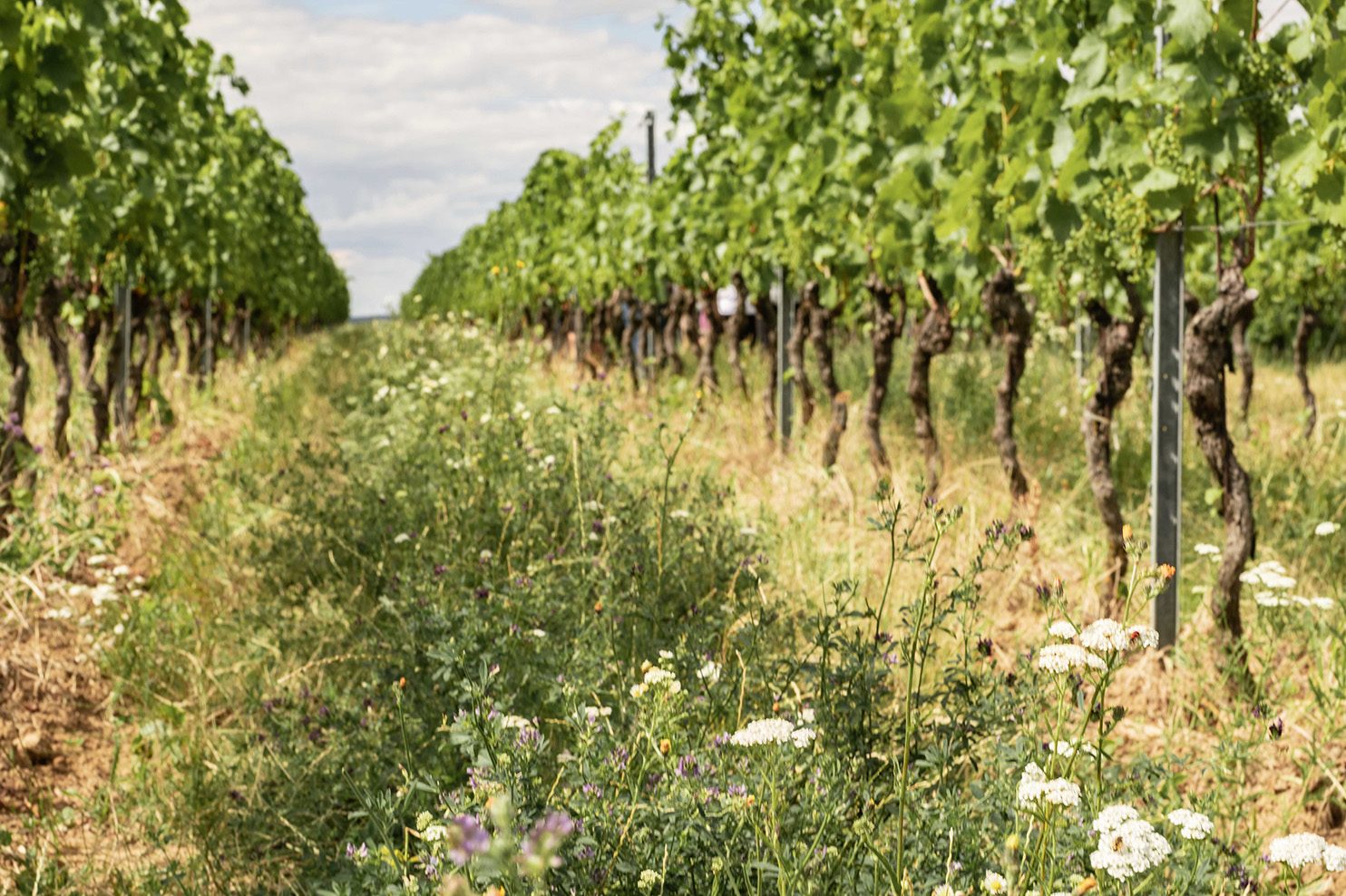 Moric – Weingut