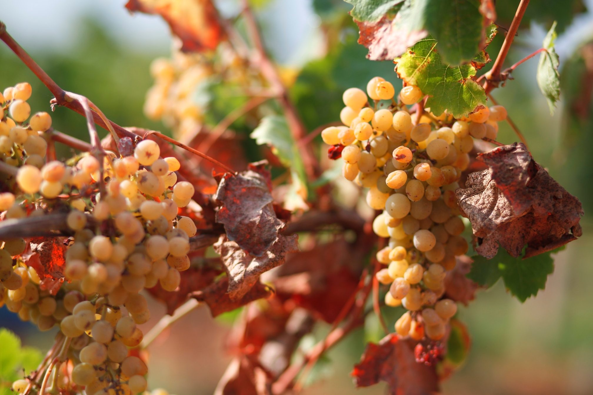 Marco de Bartoli – Weingut