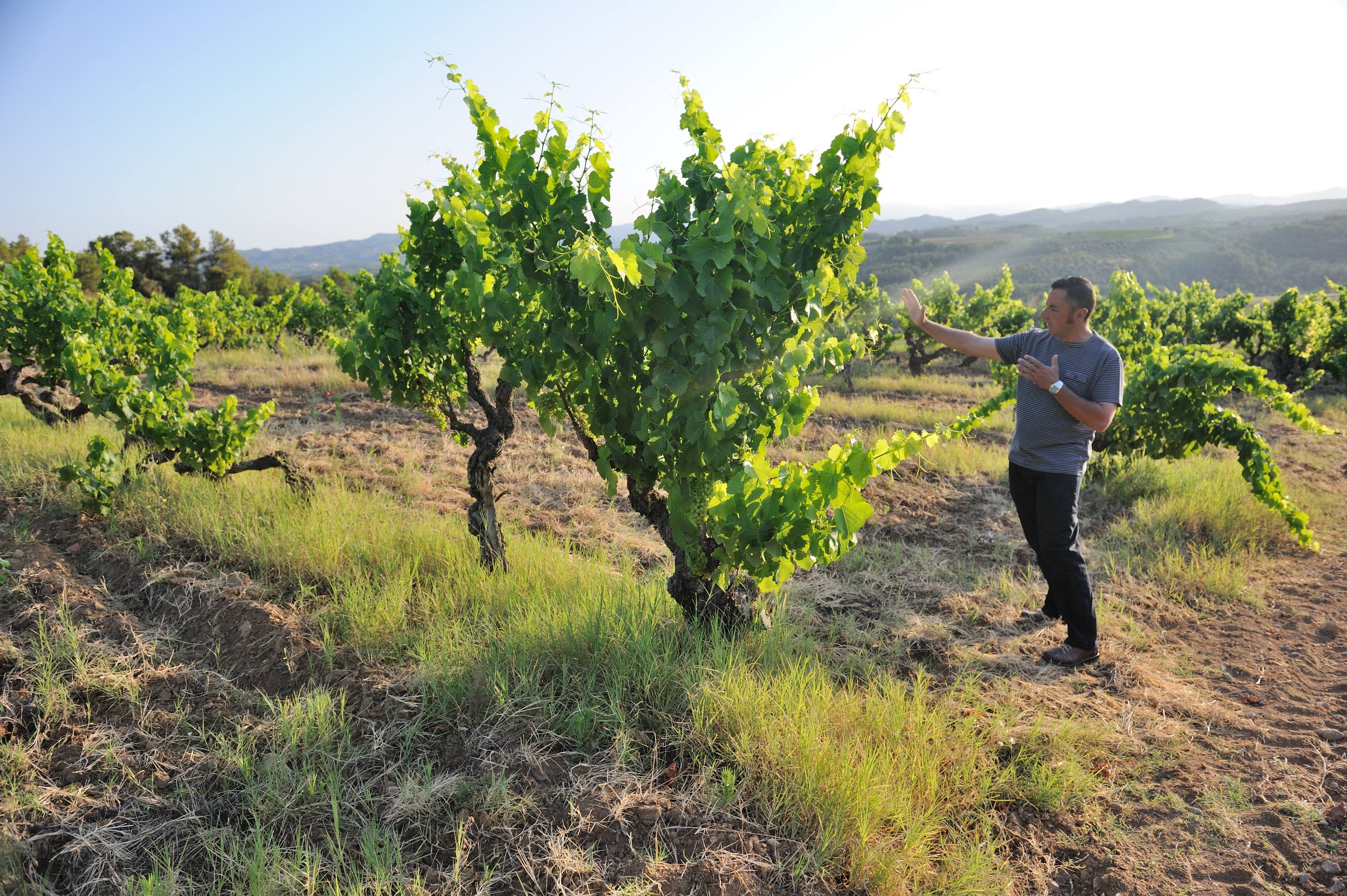 Vinyes d'en Gabriel – Weingut