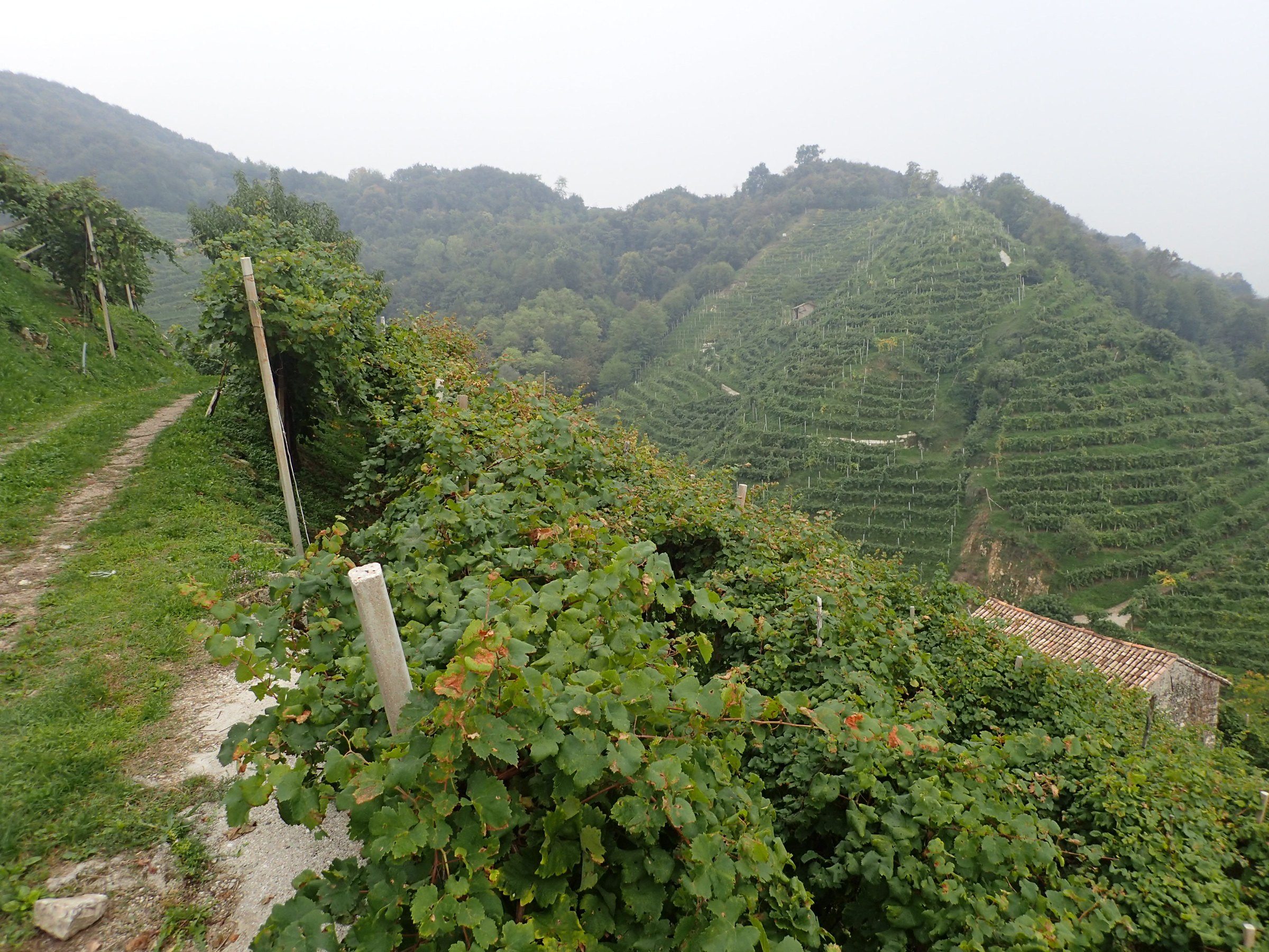 Casa Coste Piane – Weingut