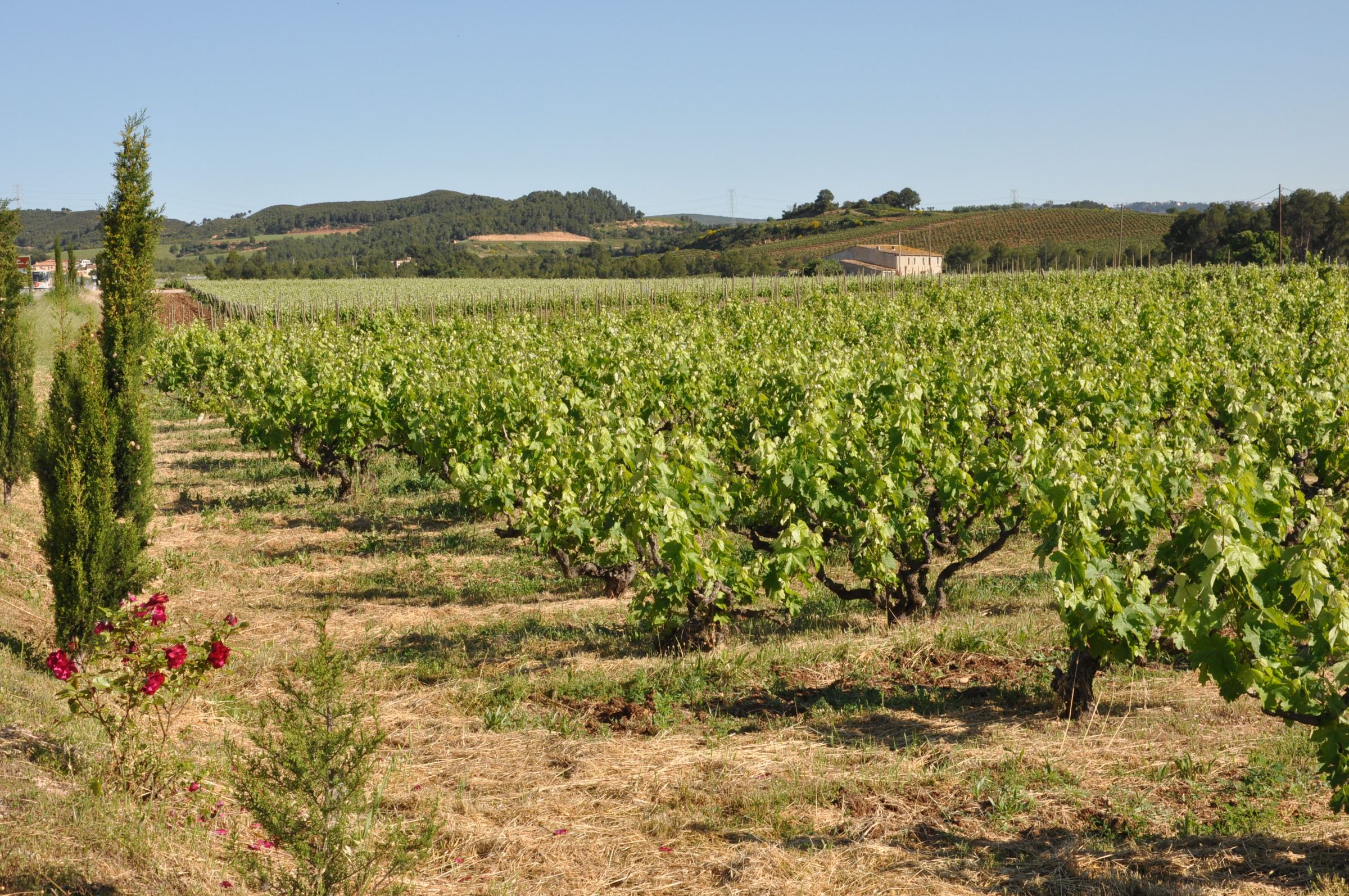 Enric Soler – Weingut