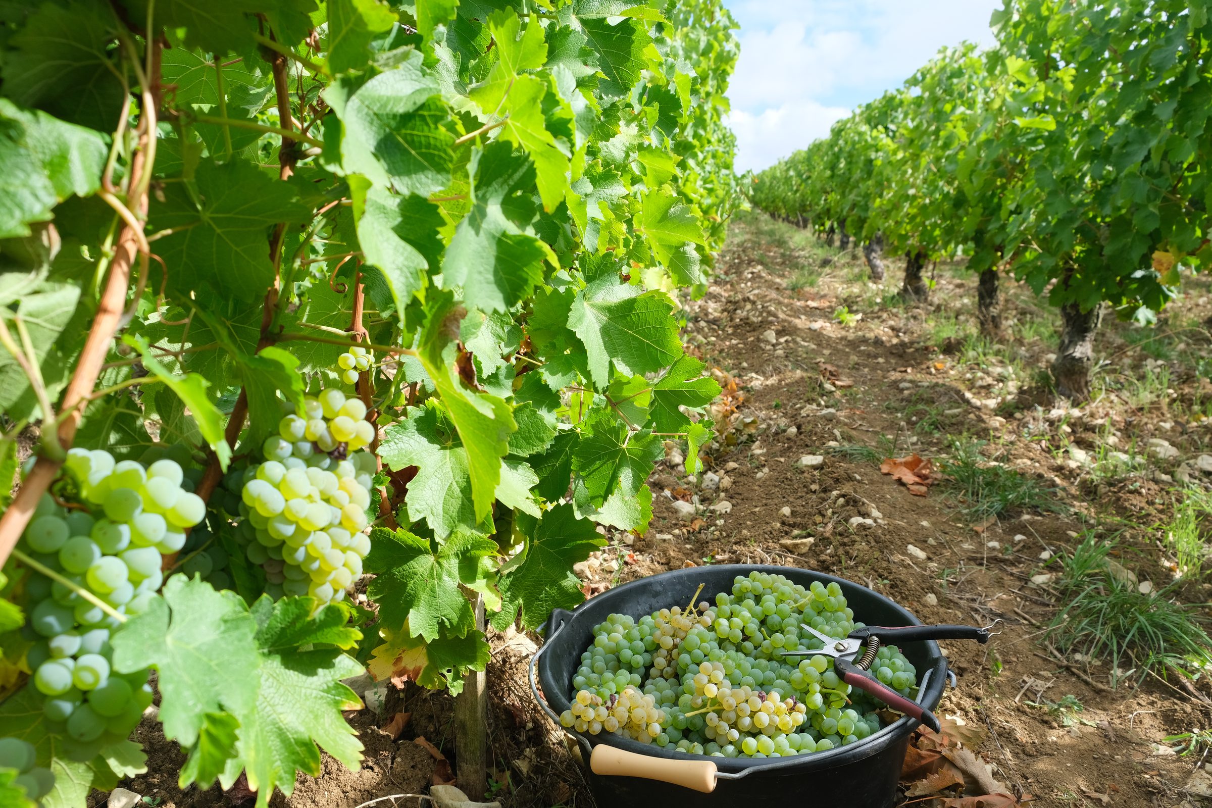 Domaine du Bouchot – Weingut