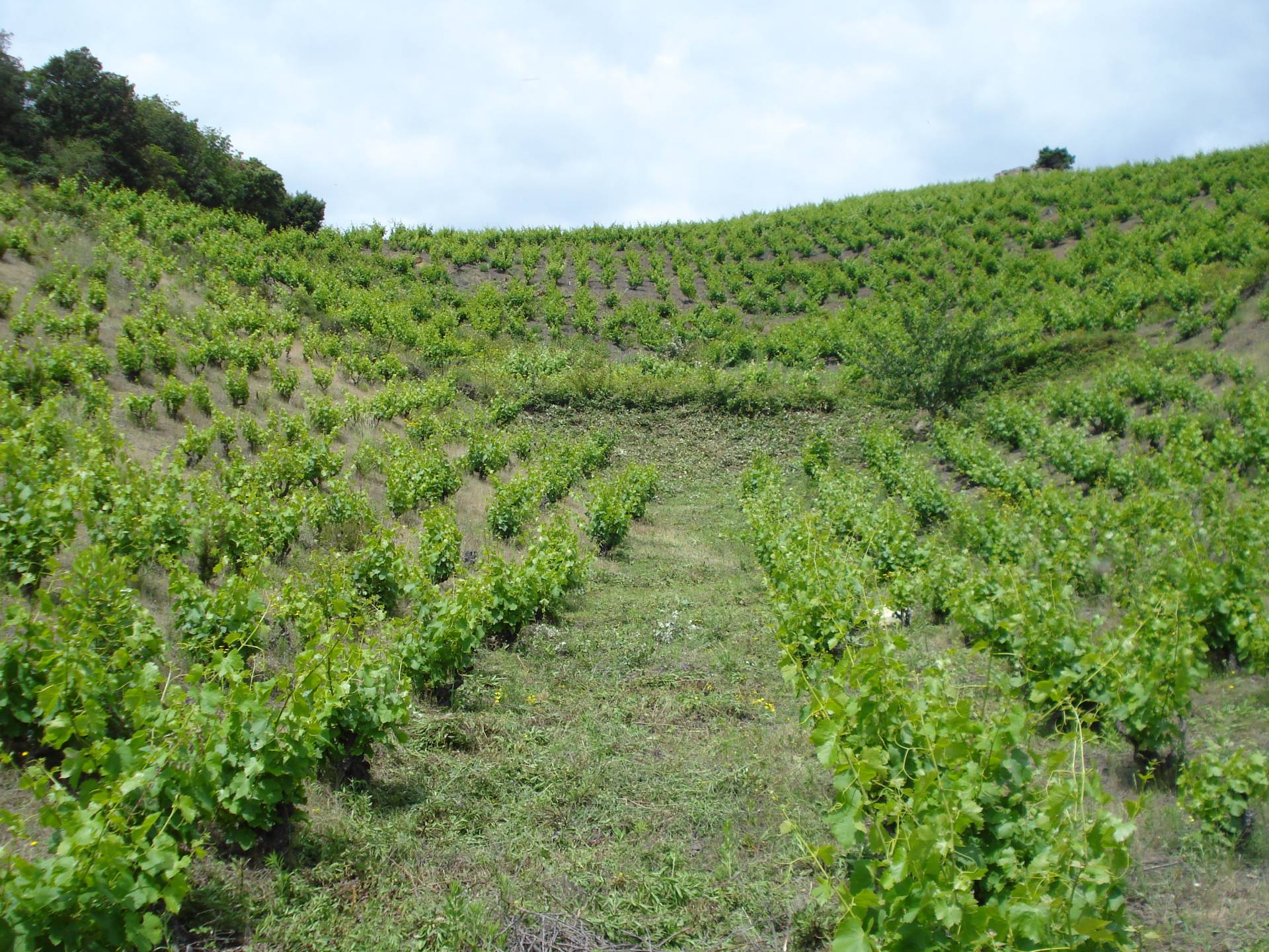 Matassa – Weingut