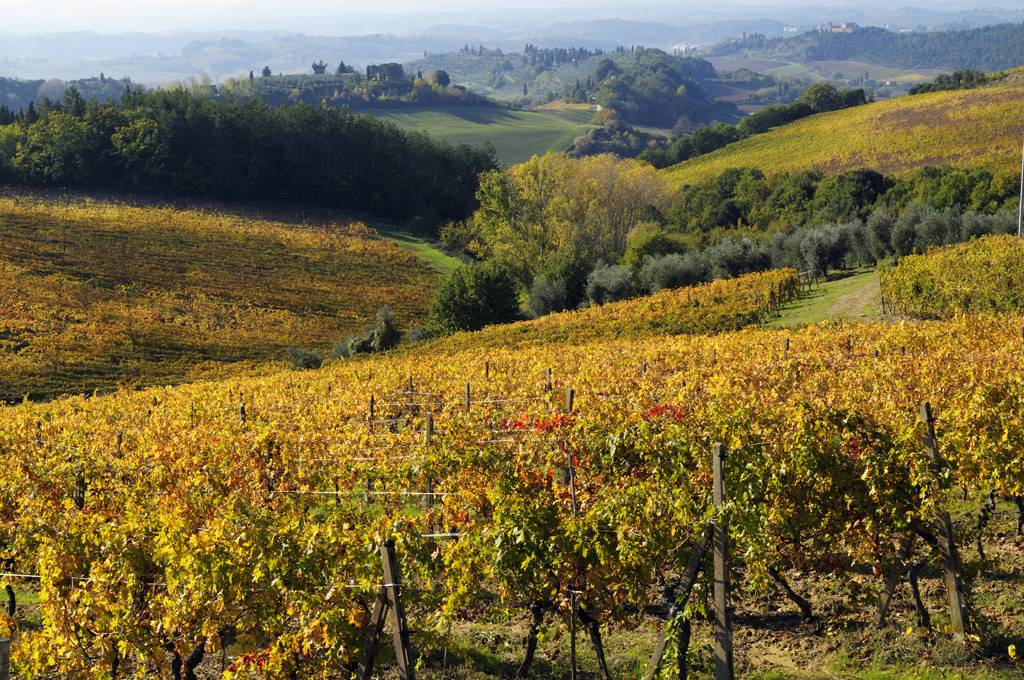 Salicutti – Weingut