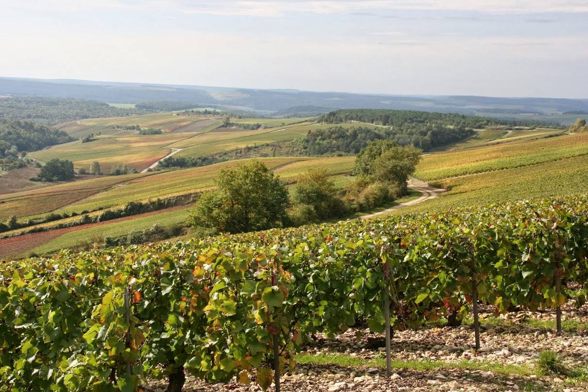 Olivier Horiot – Weingut