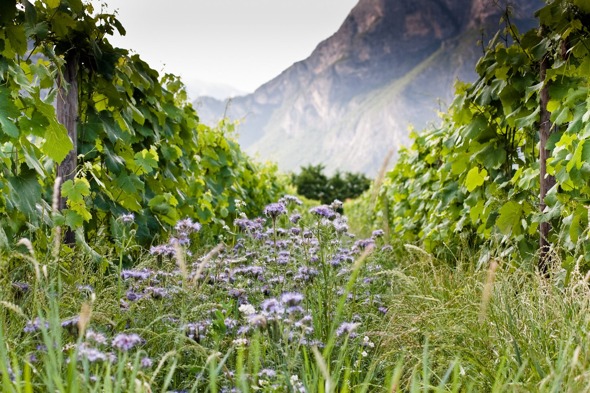 Foradori – Weingut