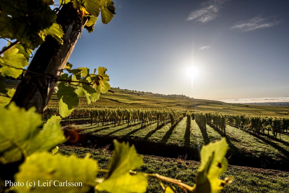 Albert Mann – Weingut