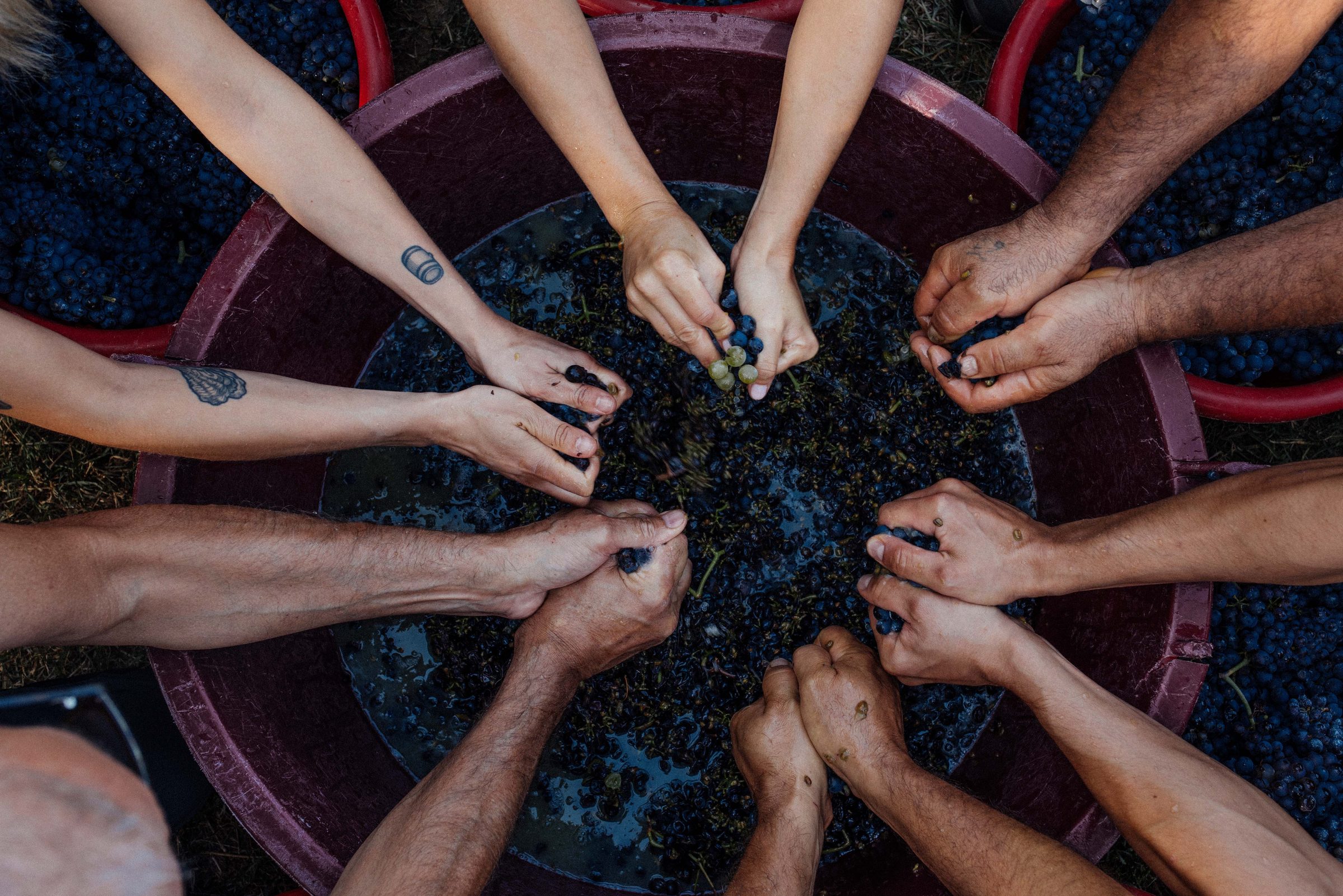 Scarbolo – Weingut