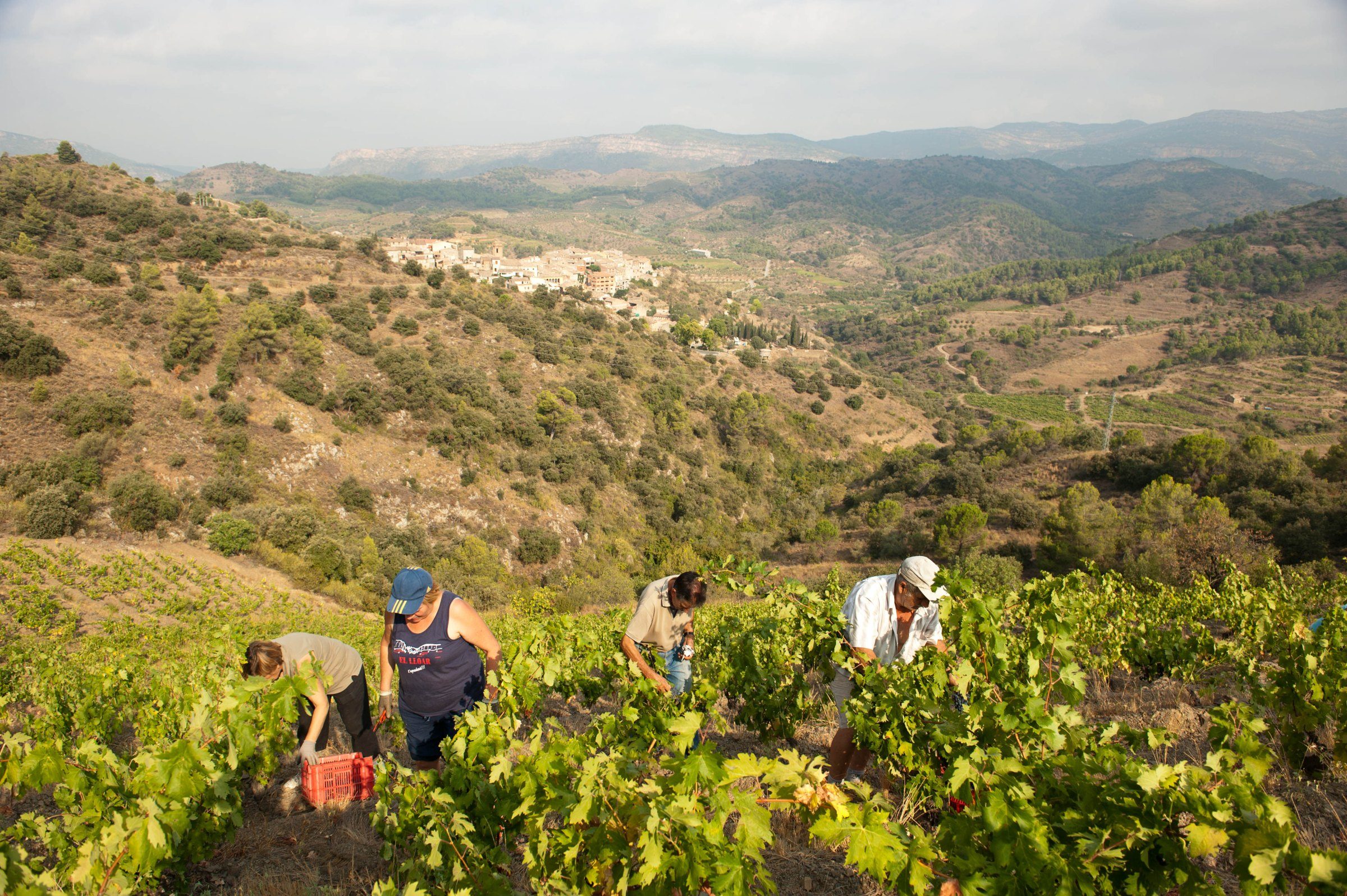 Weingut Terroir al Limit