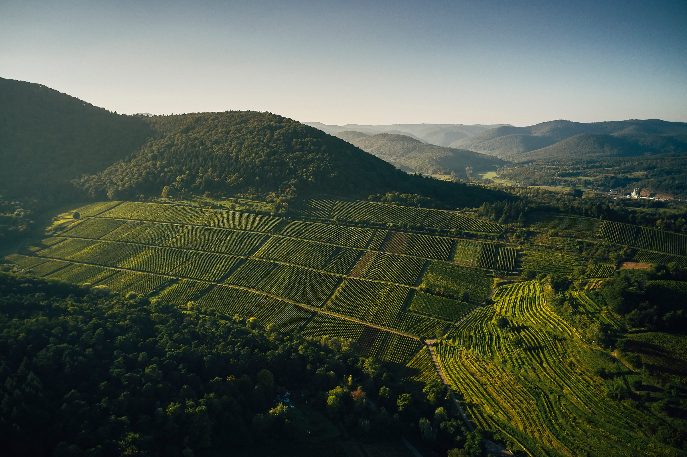 Ökonomierat Rebholz – Weingut