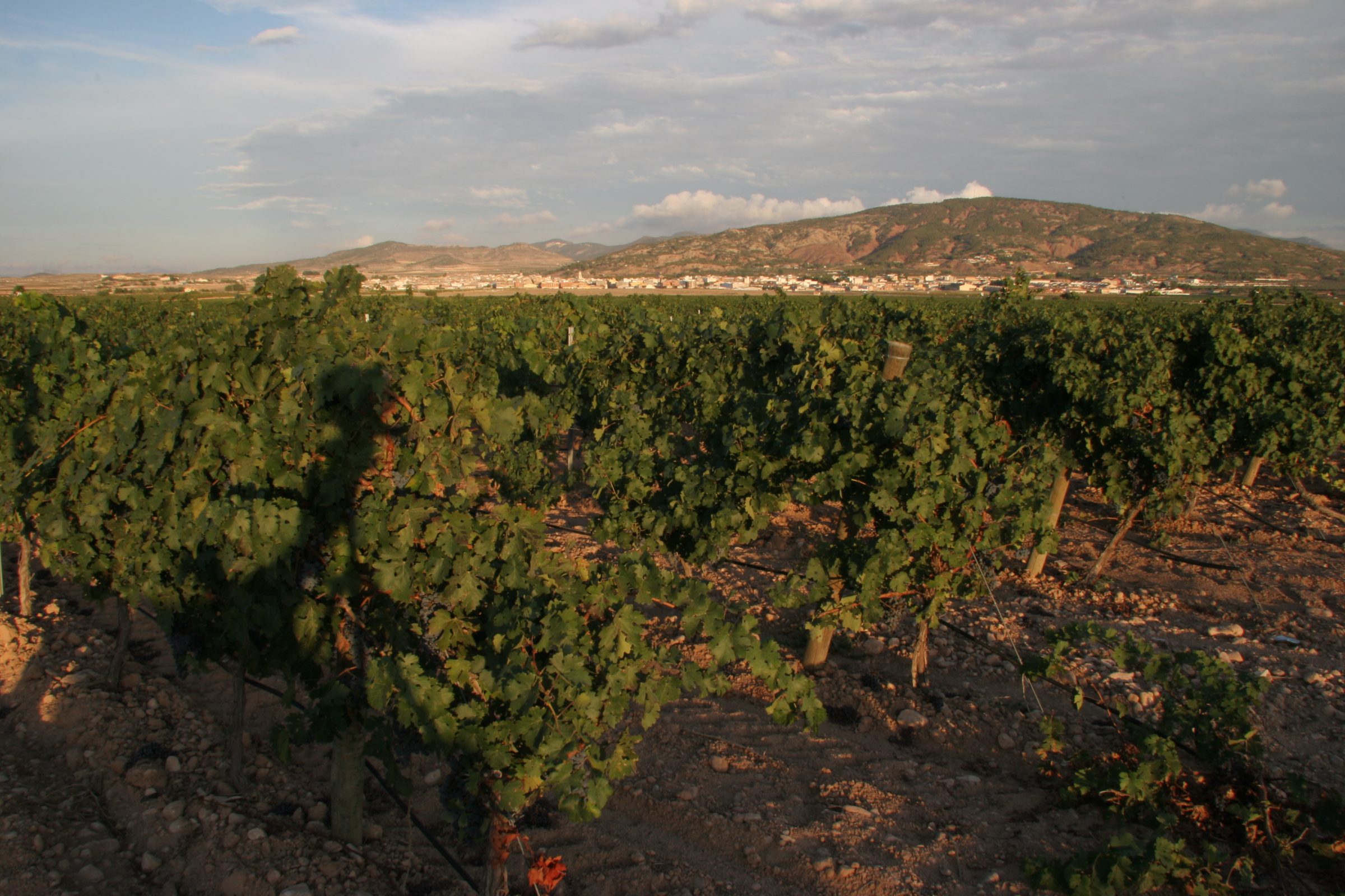 El Sequé (Artadi) – Weingut
