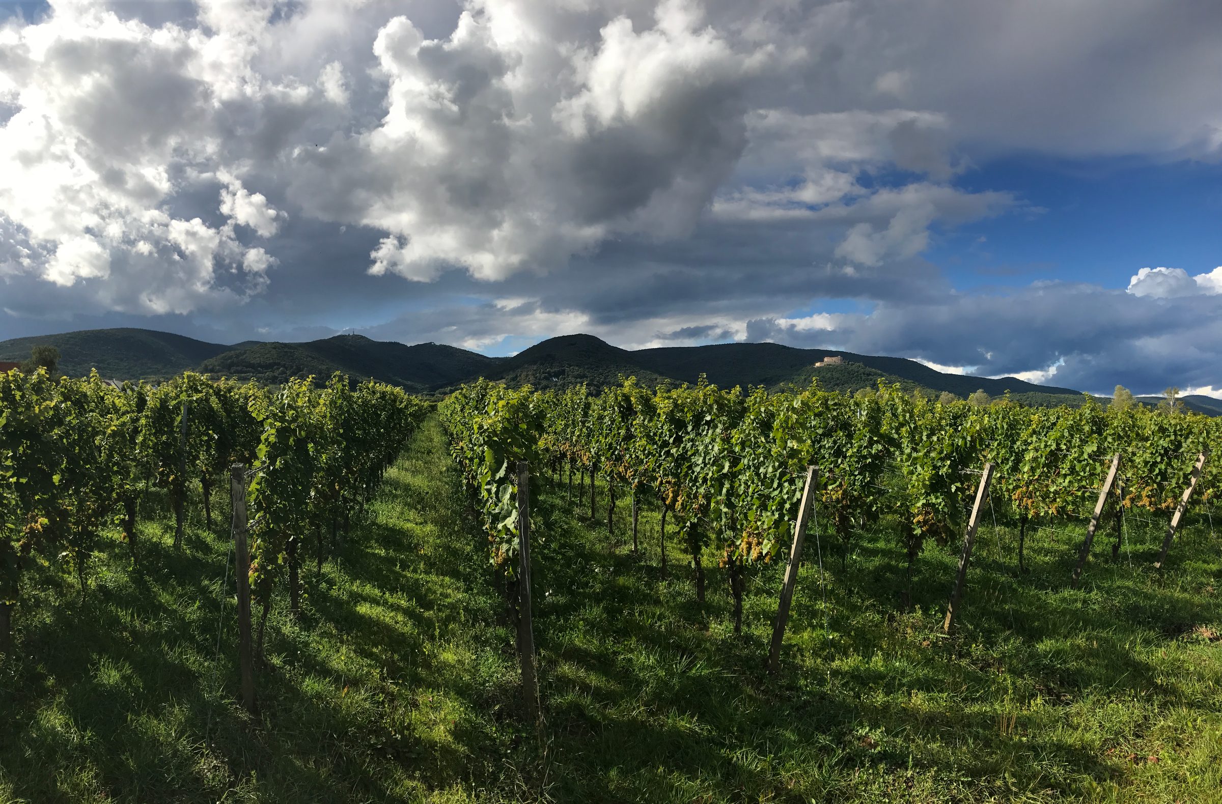 M. Schädler - Steffen Mugler – Weingut