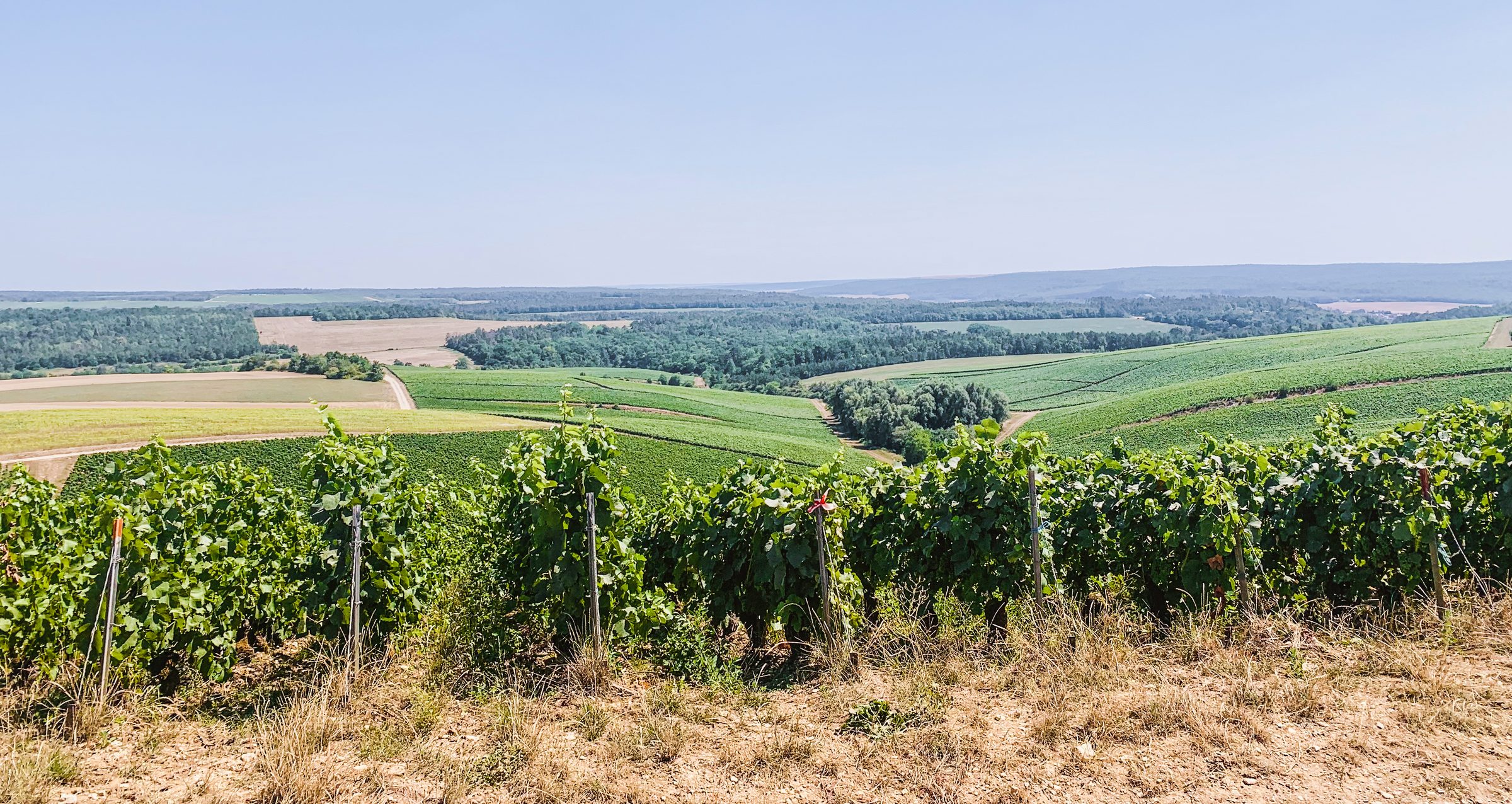 Louise Brison – Weingut
