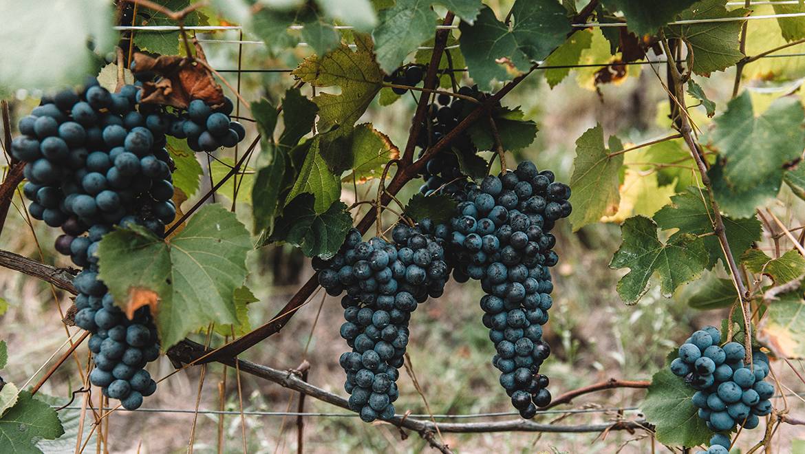 Valfaccenda – Weingut