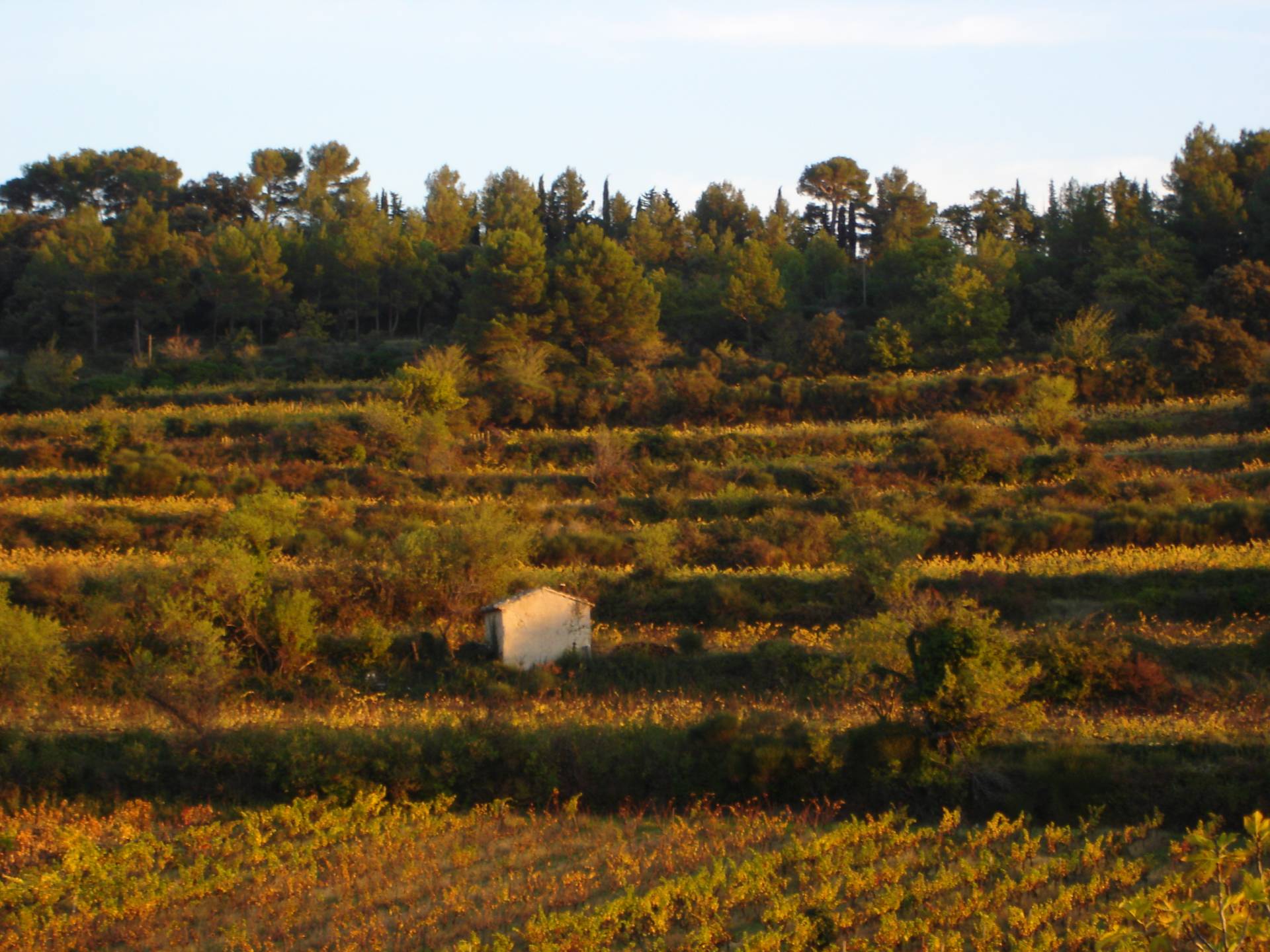 Saint Jean Du Barroux – Weingut