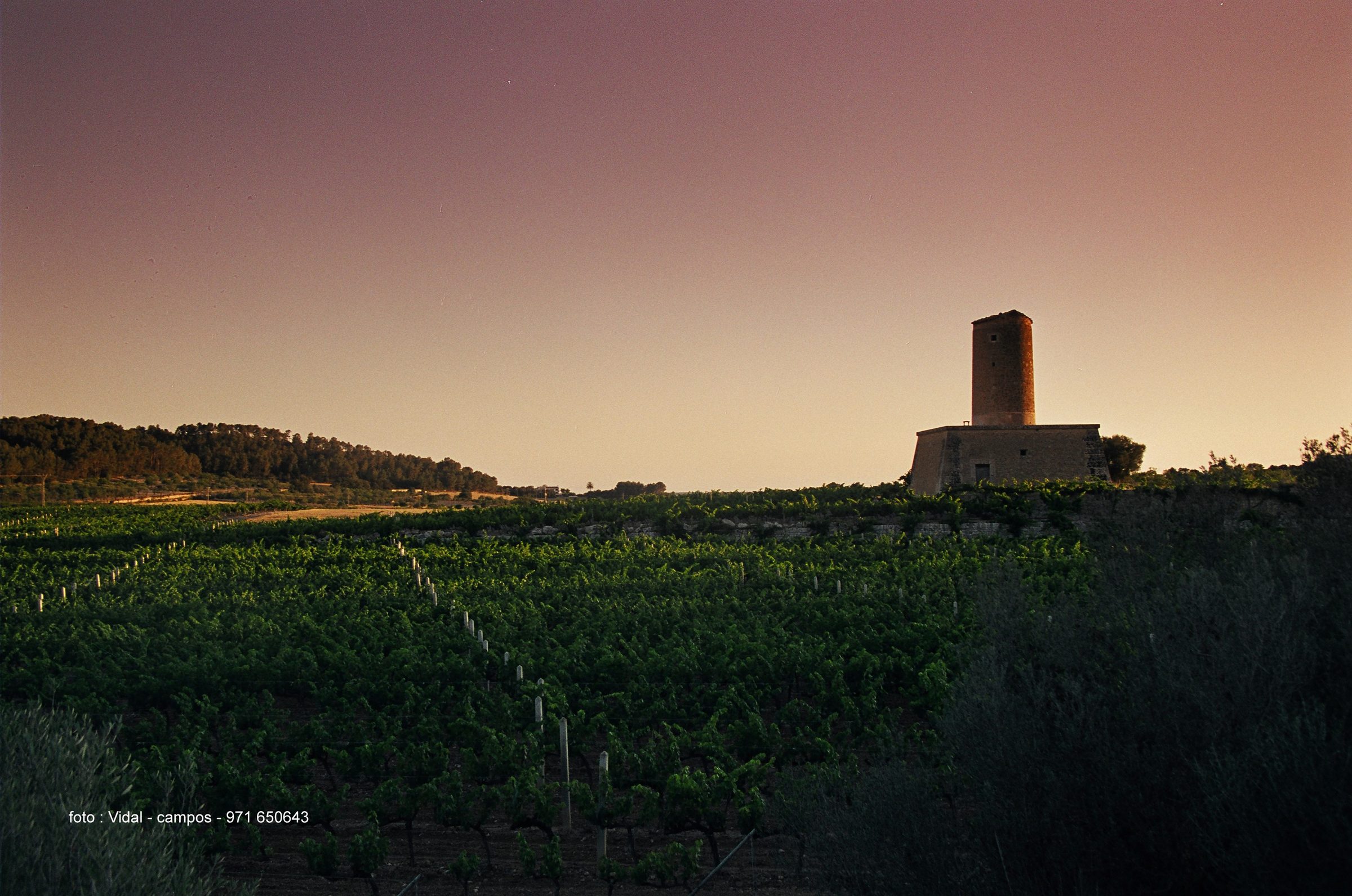 Mesquida Mora – Weingut