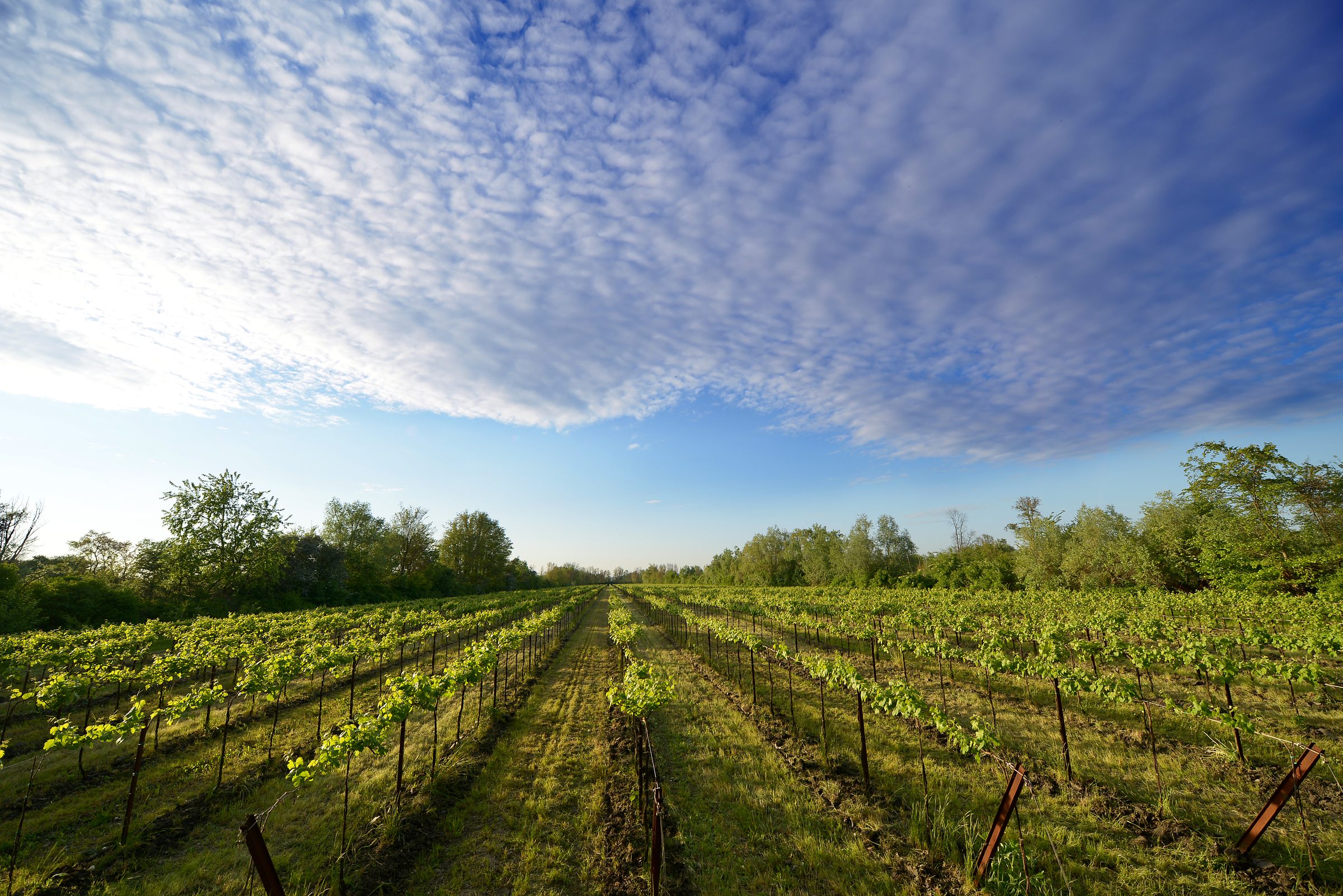 Fidora – Weingut