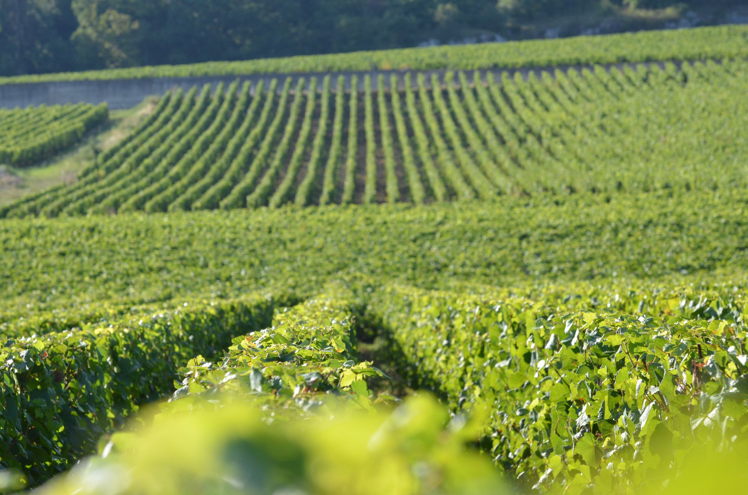 Bruno Clair – Weingut