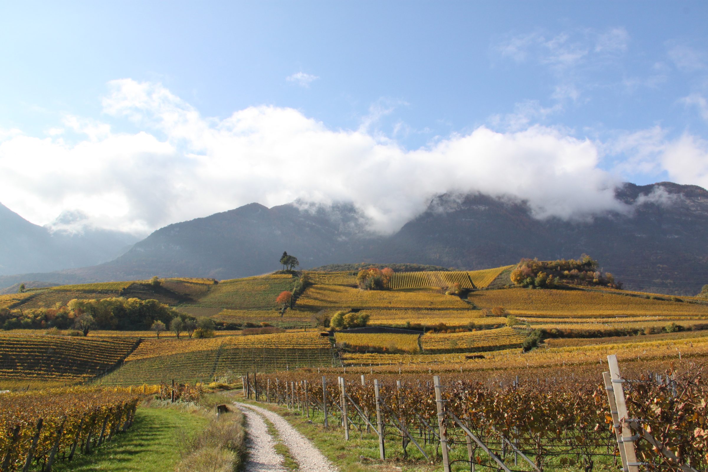Manincor – Weingut