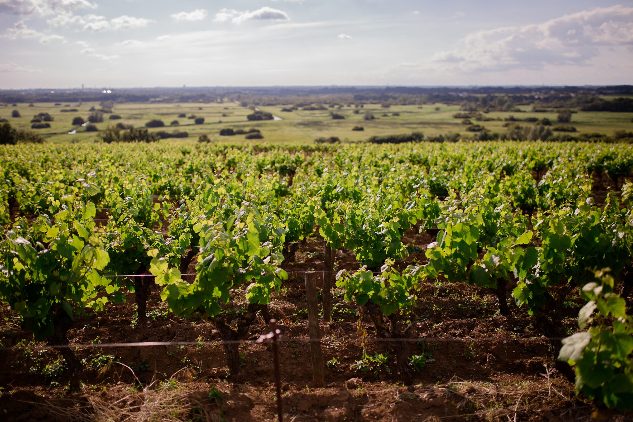Luneau-Papin – Weingut